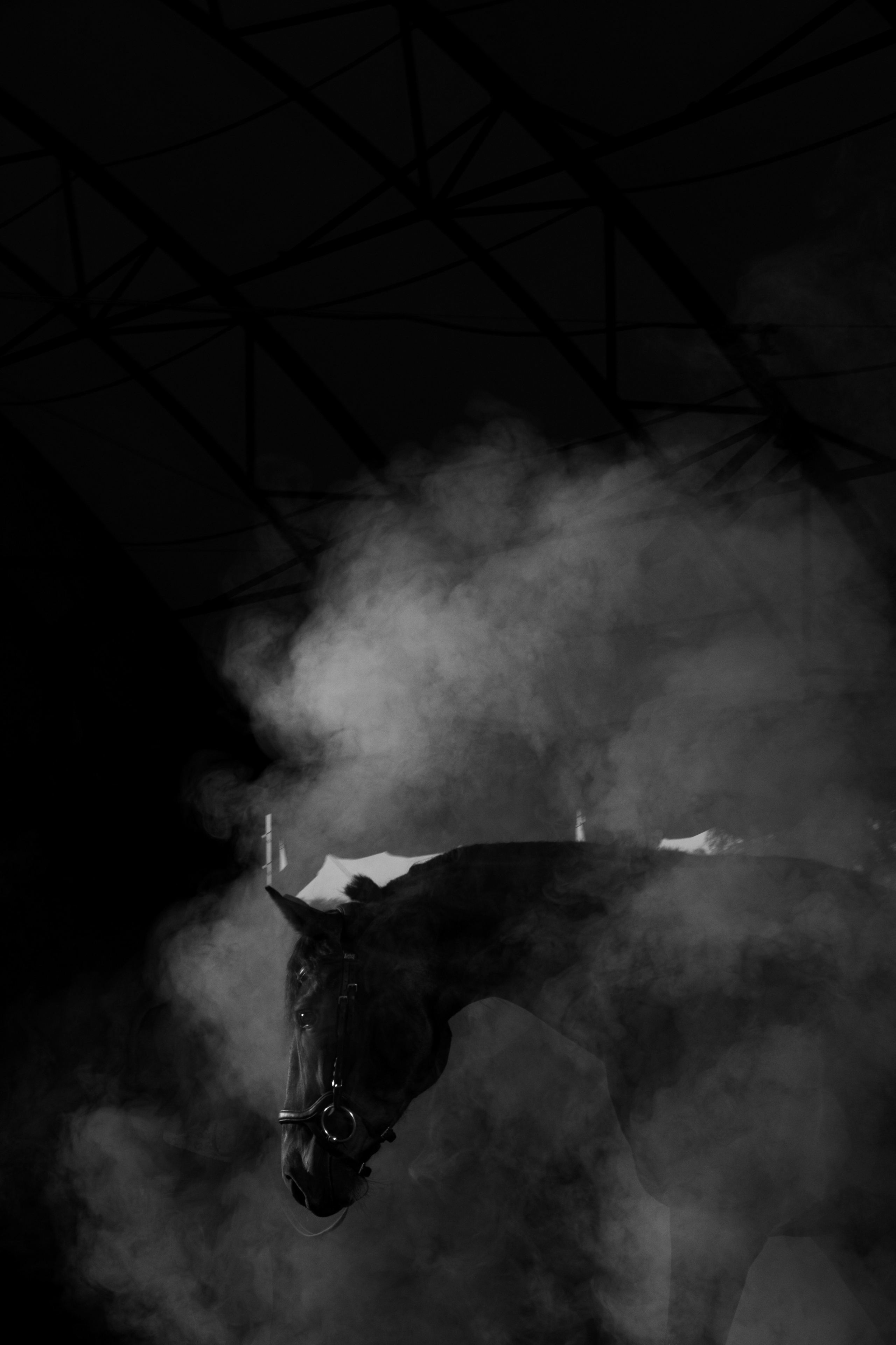 Кобыла Николь, русская рысистая, КСОЦ «Свобода». Фотосессии с лошадьми в Москве, Новосибирске