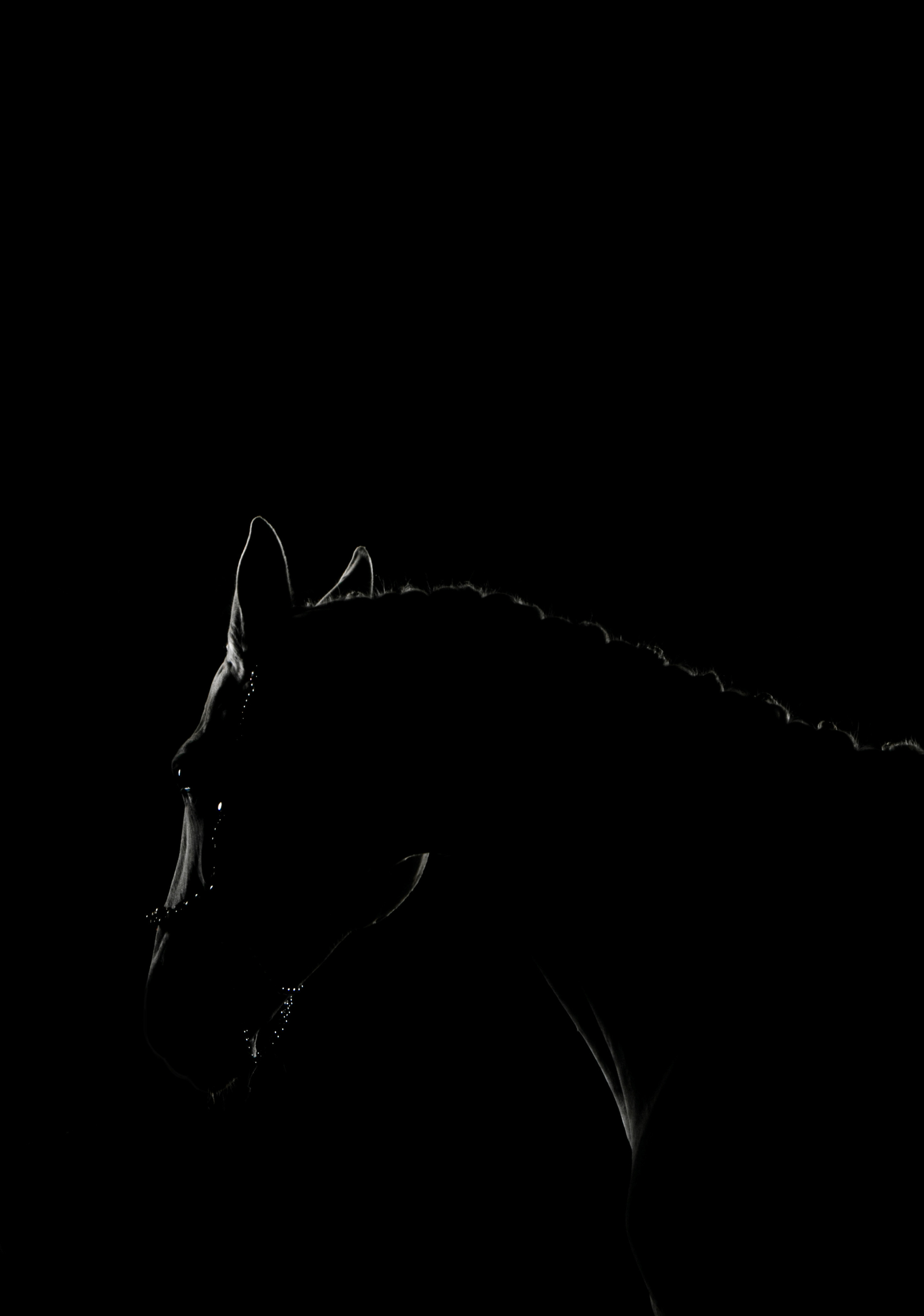 Кобыла Памэла, тракененская, КСОЦ «Свобода». Фотосессии с лошадьми в Москве, Новосибирске