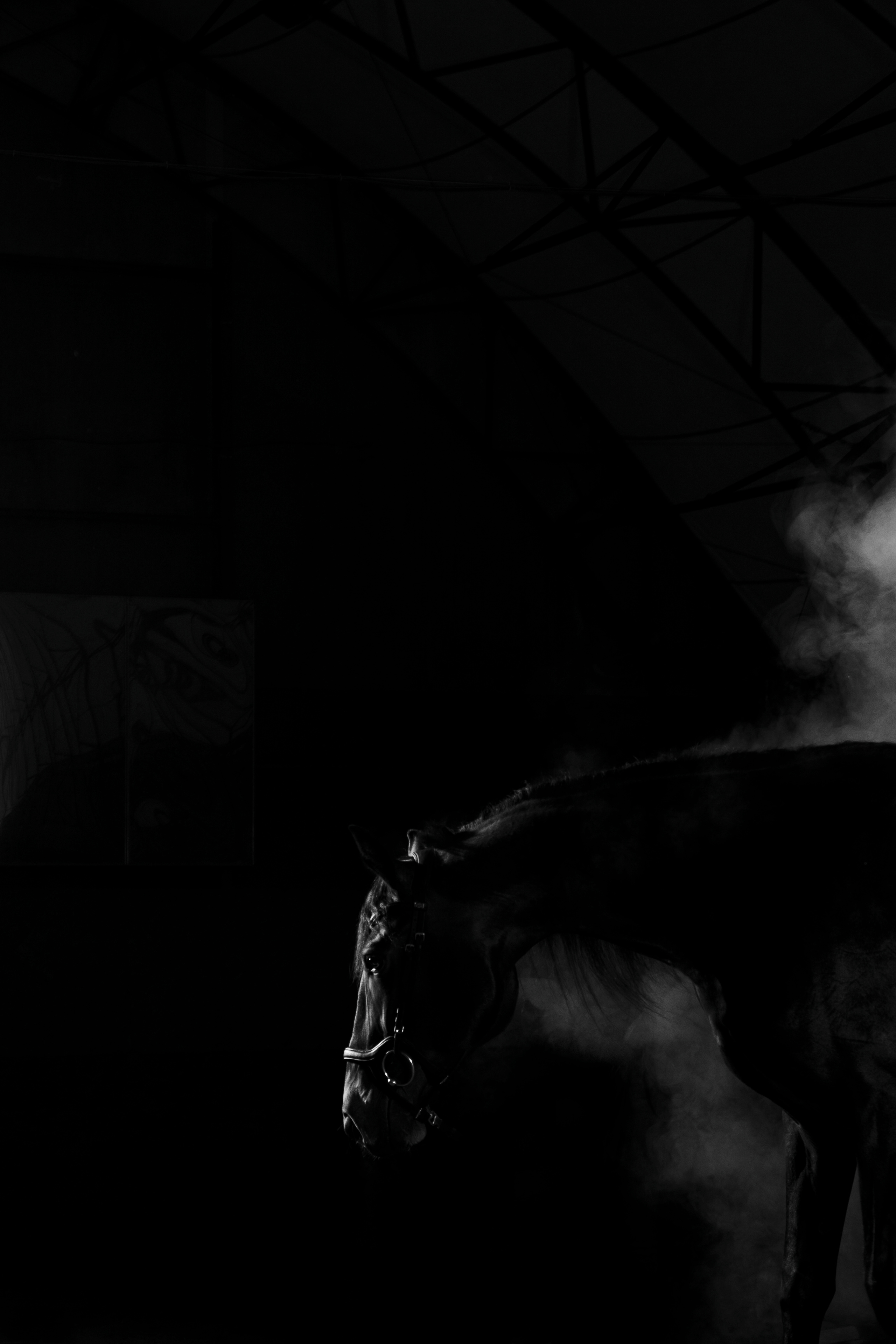 Кобыла Николь, русская рысистая, КСОЦ «Свобода». Фотосессии с лошадьми в Москве, Новосибирске