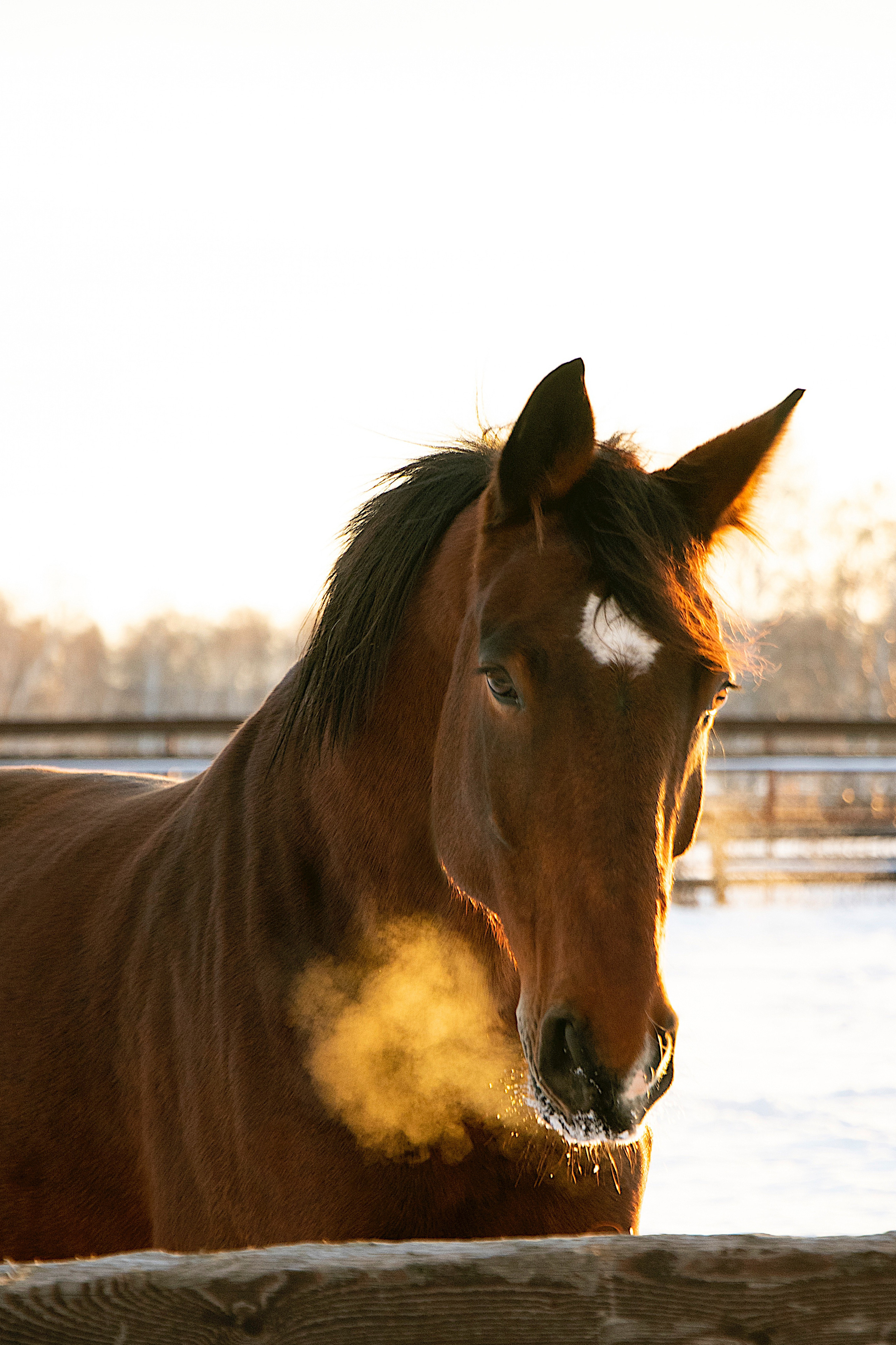 Мерин Кларнет, латвийская, КСОЦ «Свобода». Фотосессии с лошадьми в Москве, Новосибирске