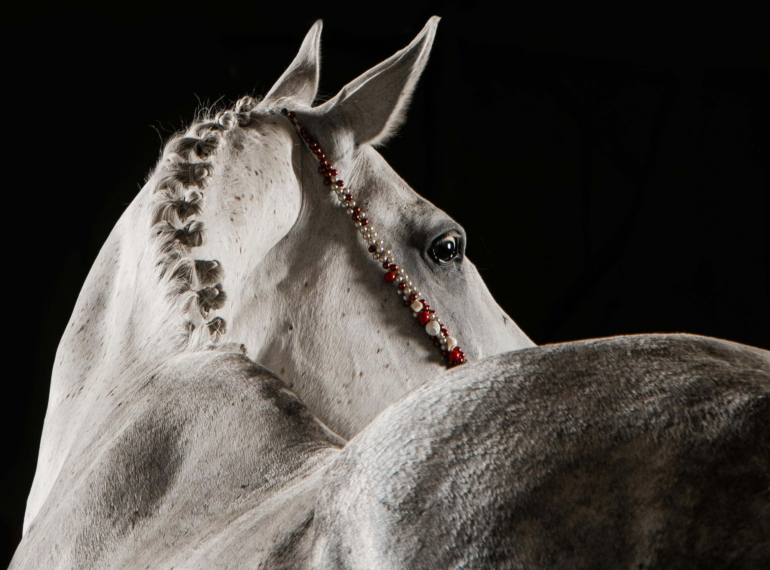 Кобыла Памэла, тракененская, КСОЦ «Свобода». Фотосессии с лошадьми в Москве, Новосибирске