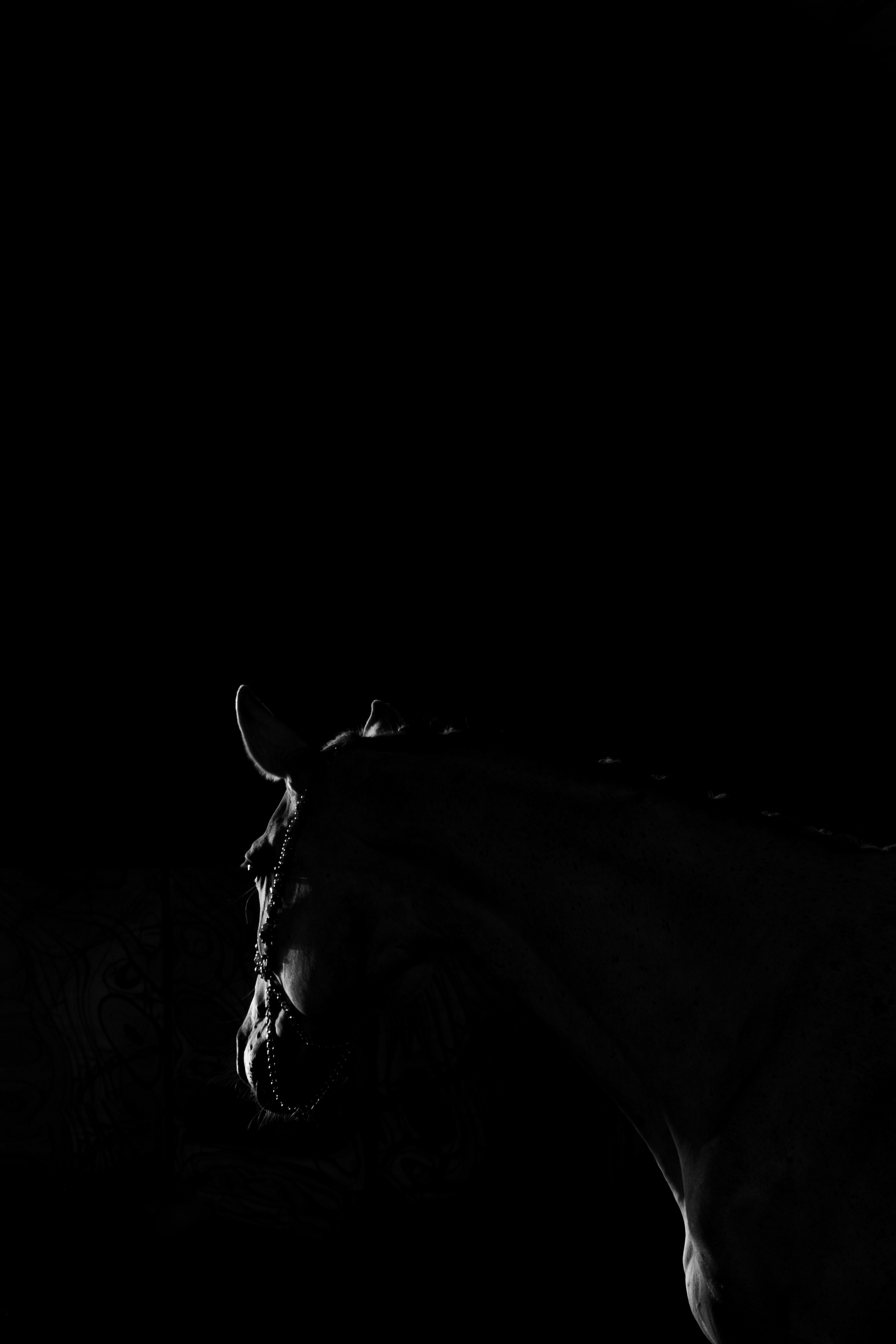 Кобыла Памэла, тракененская, КСОЦ «Свобода». Фотосессии с лошадьми в Москве, Новосибирске