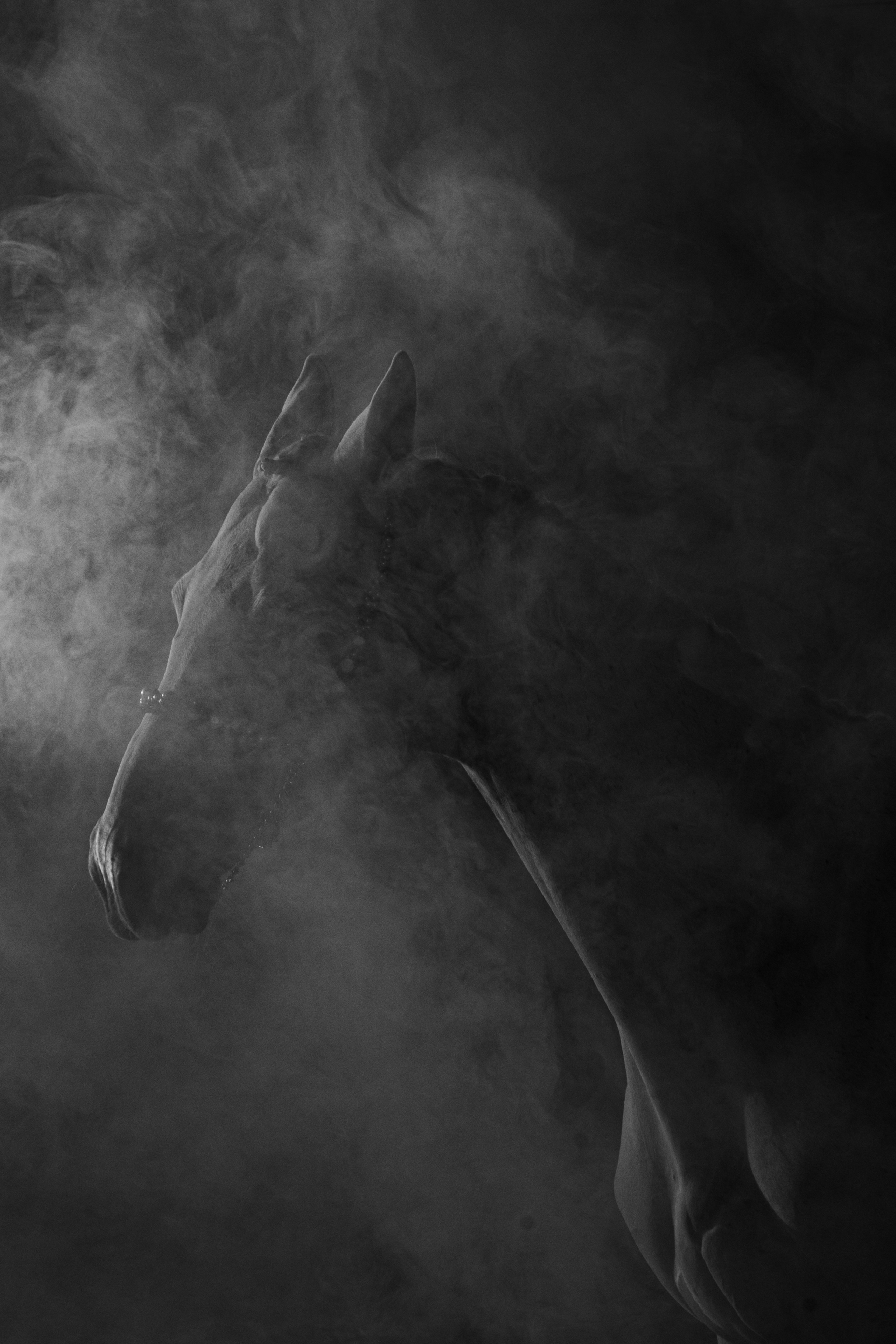 Кобыла Памэла, тракененская, КСОЦ «Свобода». Фотосессии с лошадьми в Москве, Новосибирске