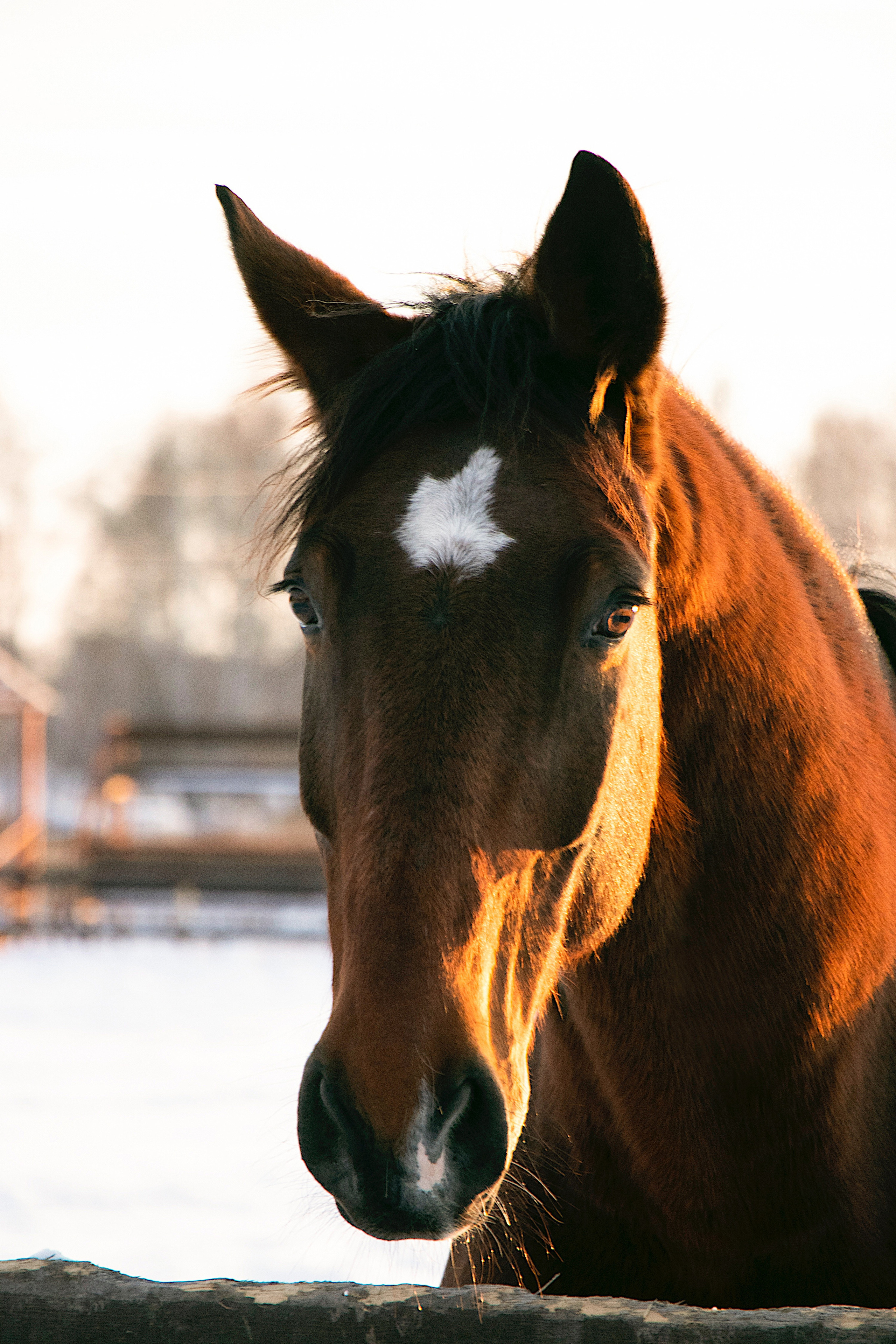 Мерин Кларнет, латвийская, КСОЦ «Свобода». Фотосессии с лошадьми в Москве, Новосибирске
