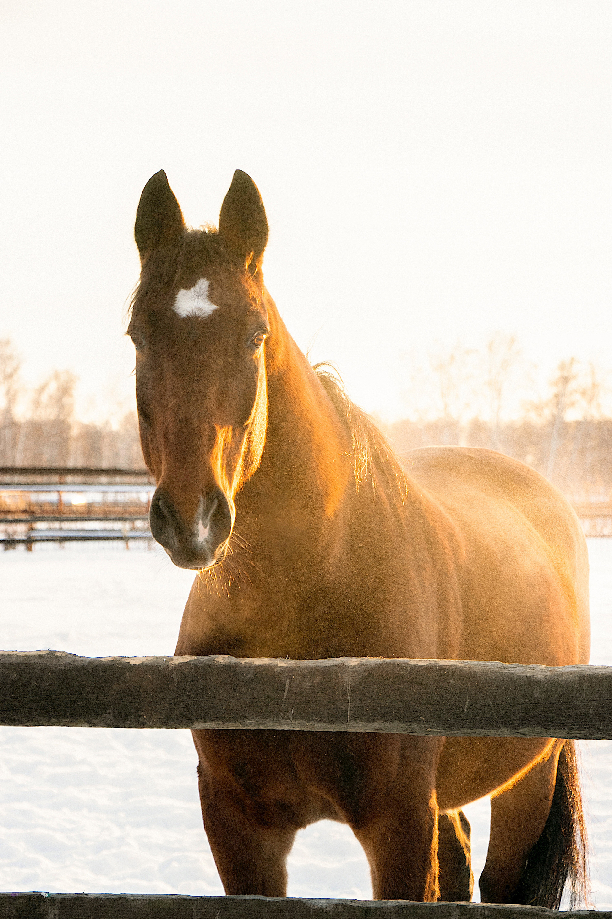 Мерин Кларнет, латвийская, КСОЦ «Свобода». Фотосессии с лошадьми в Москве, Новосибирске