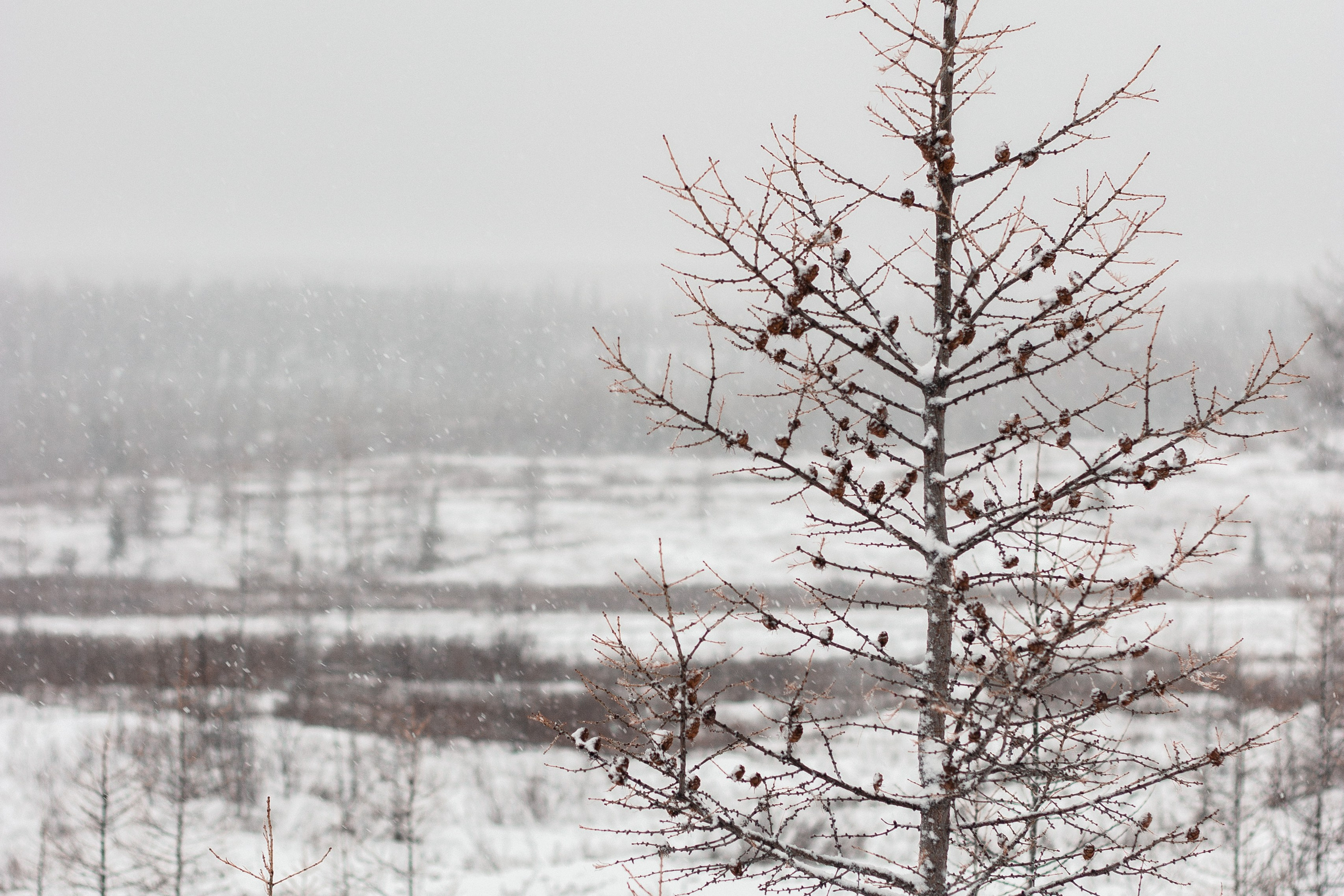 Осень. Фотограф Екатерина Зорина