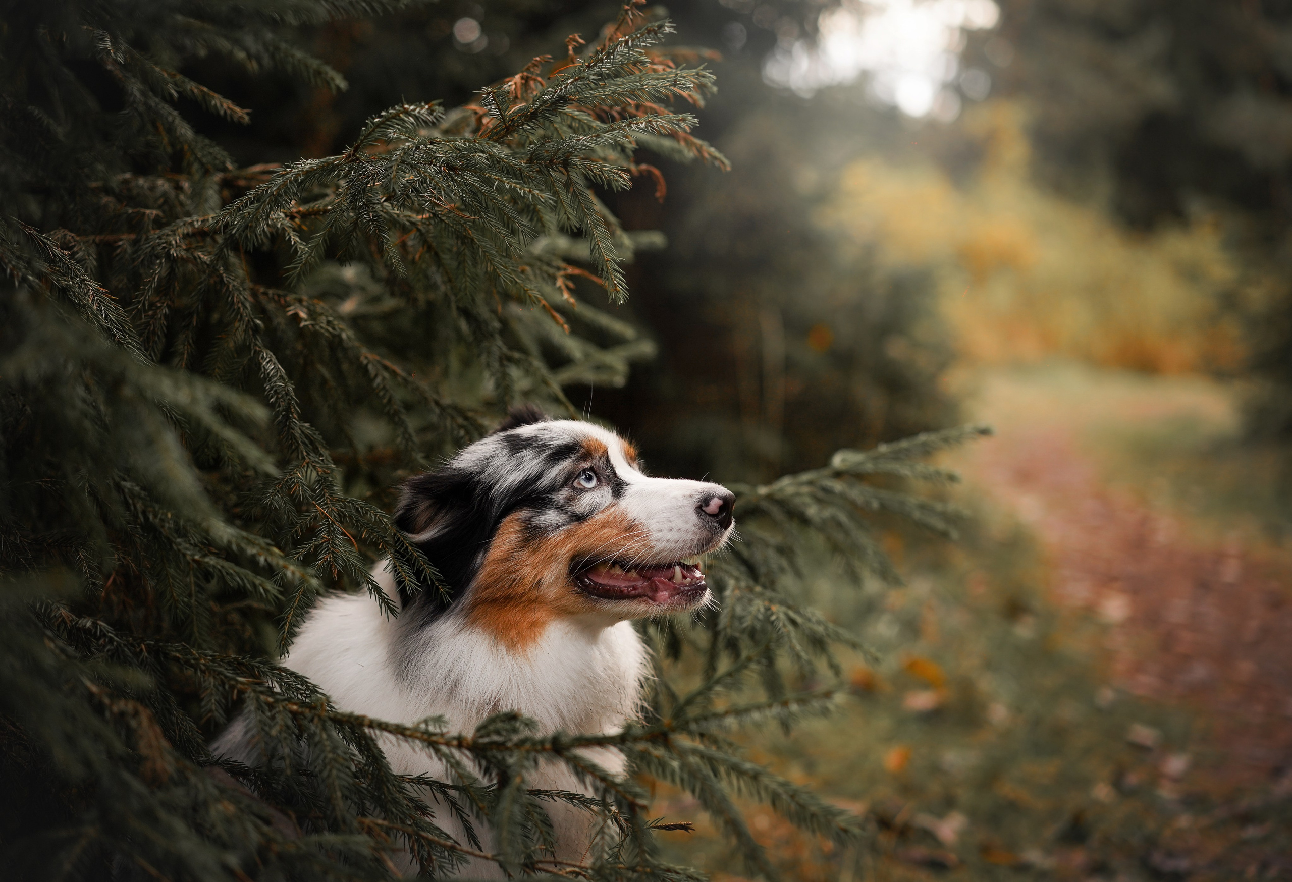 Соня Гавриил и Юкки. Фотограф-анималист в Санкт-Петербурге Яна Мартынова