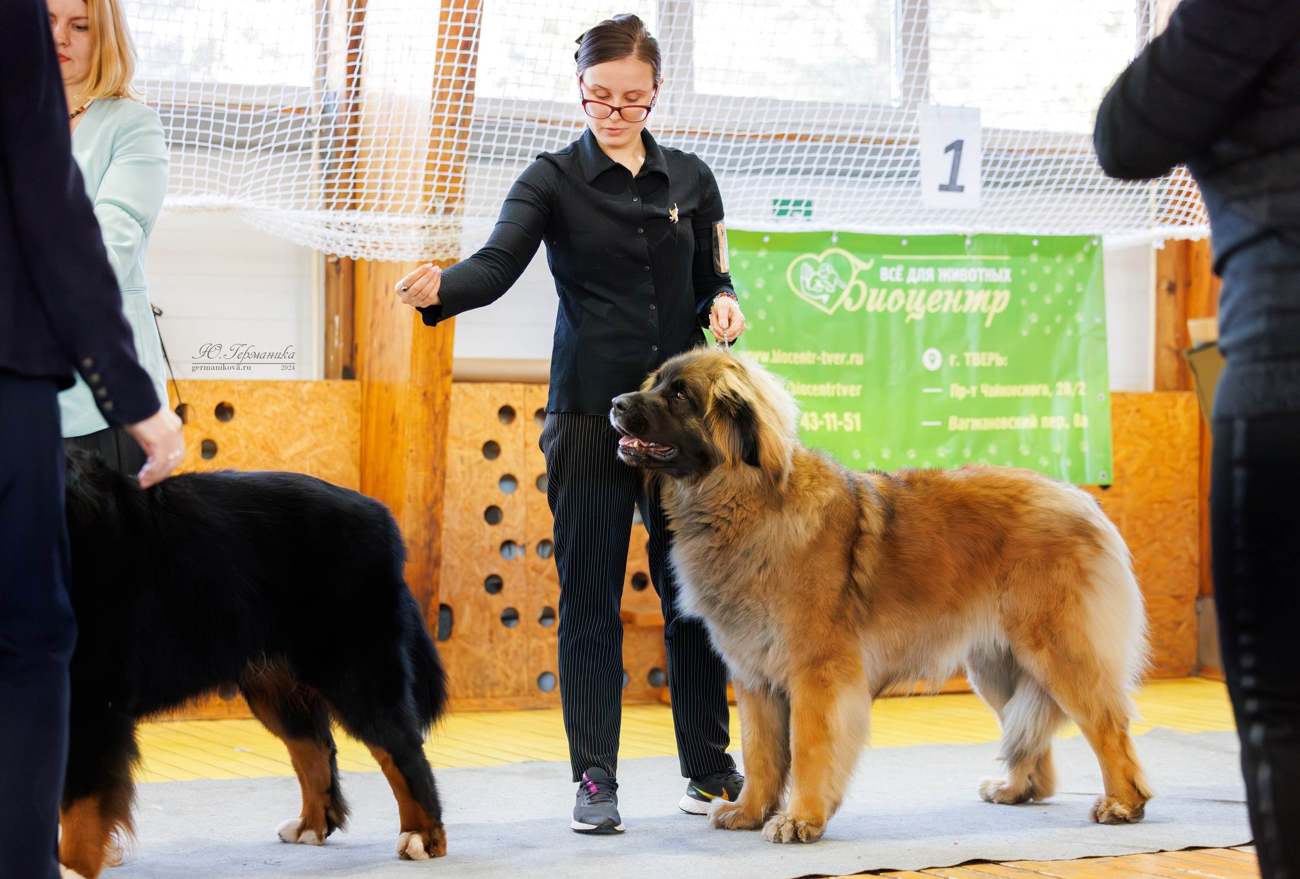 Тверь 23.03.2025. Фотограф-анималист Юлия Германика