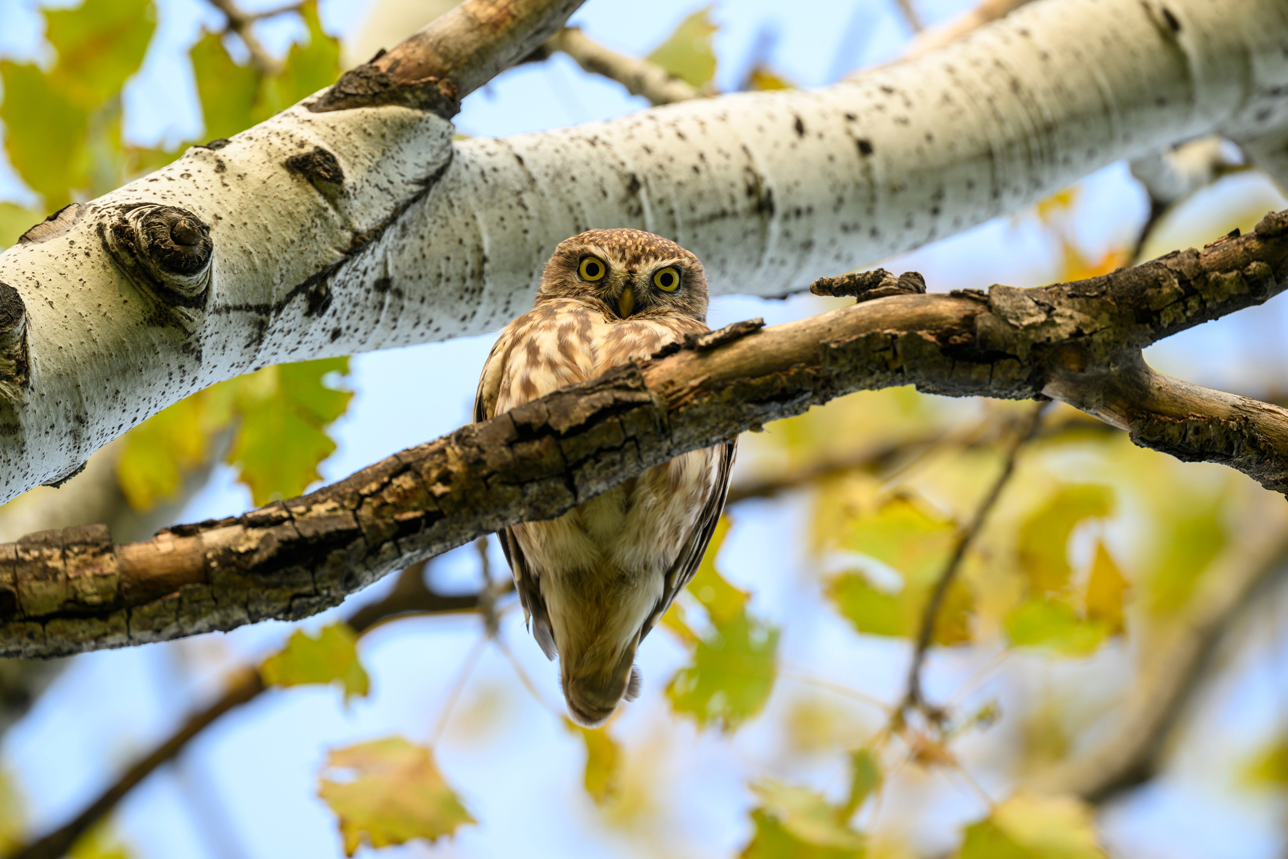 Дагестан. Ноябрь 2025. Фотограф Сергей Пупонин