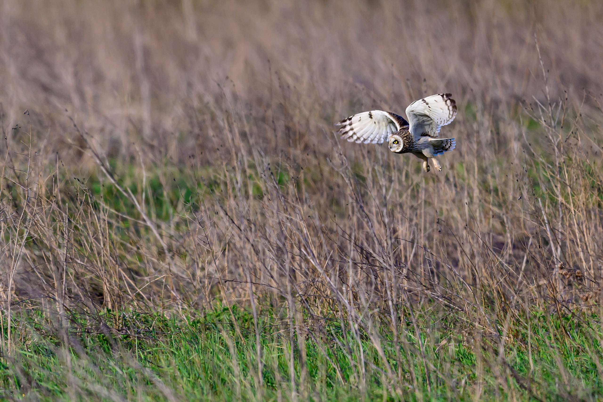 Совы и сороки. Wildlife photography by Sergey Puponin