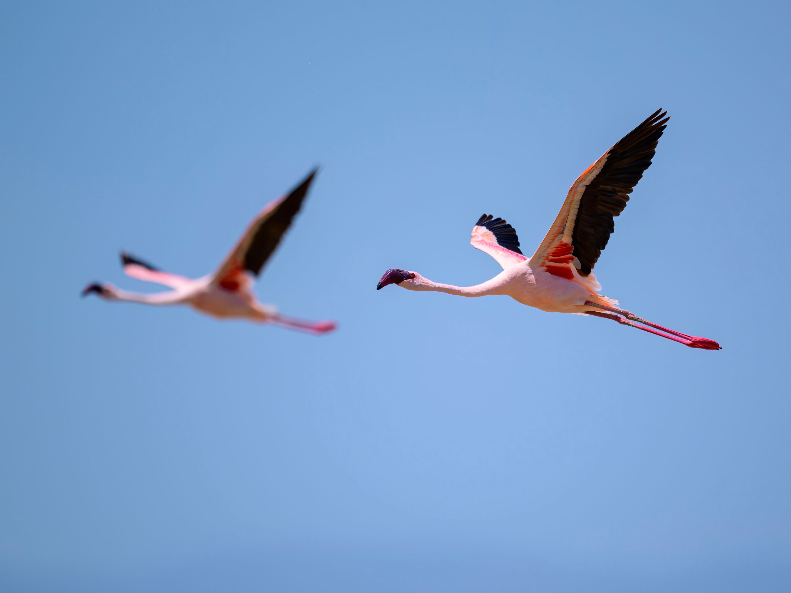 Кения. Wildlife photography by Sergey Puponin