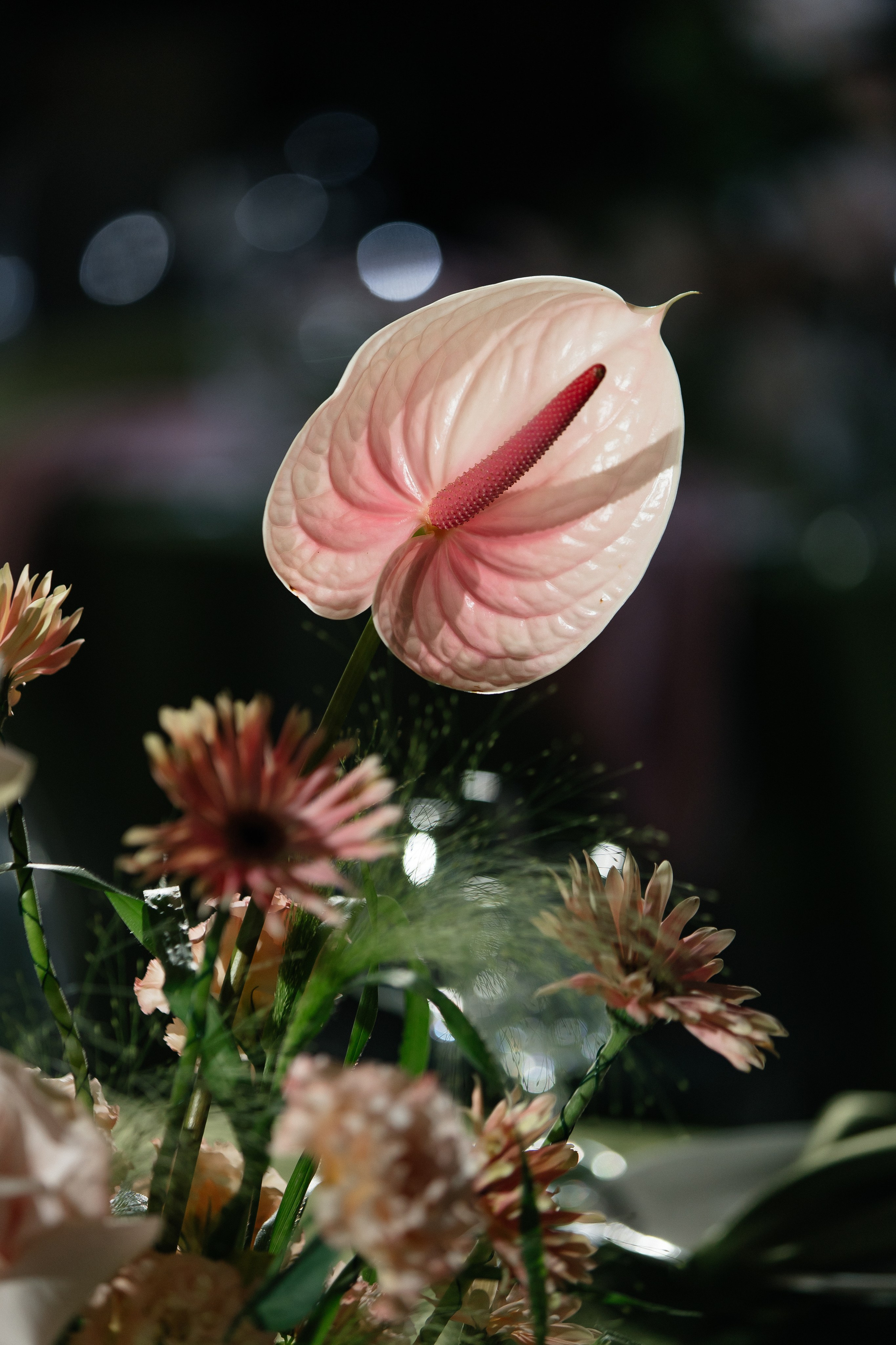 G&P. Фотограф Таганрог Хребет София