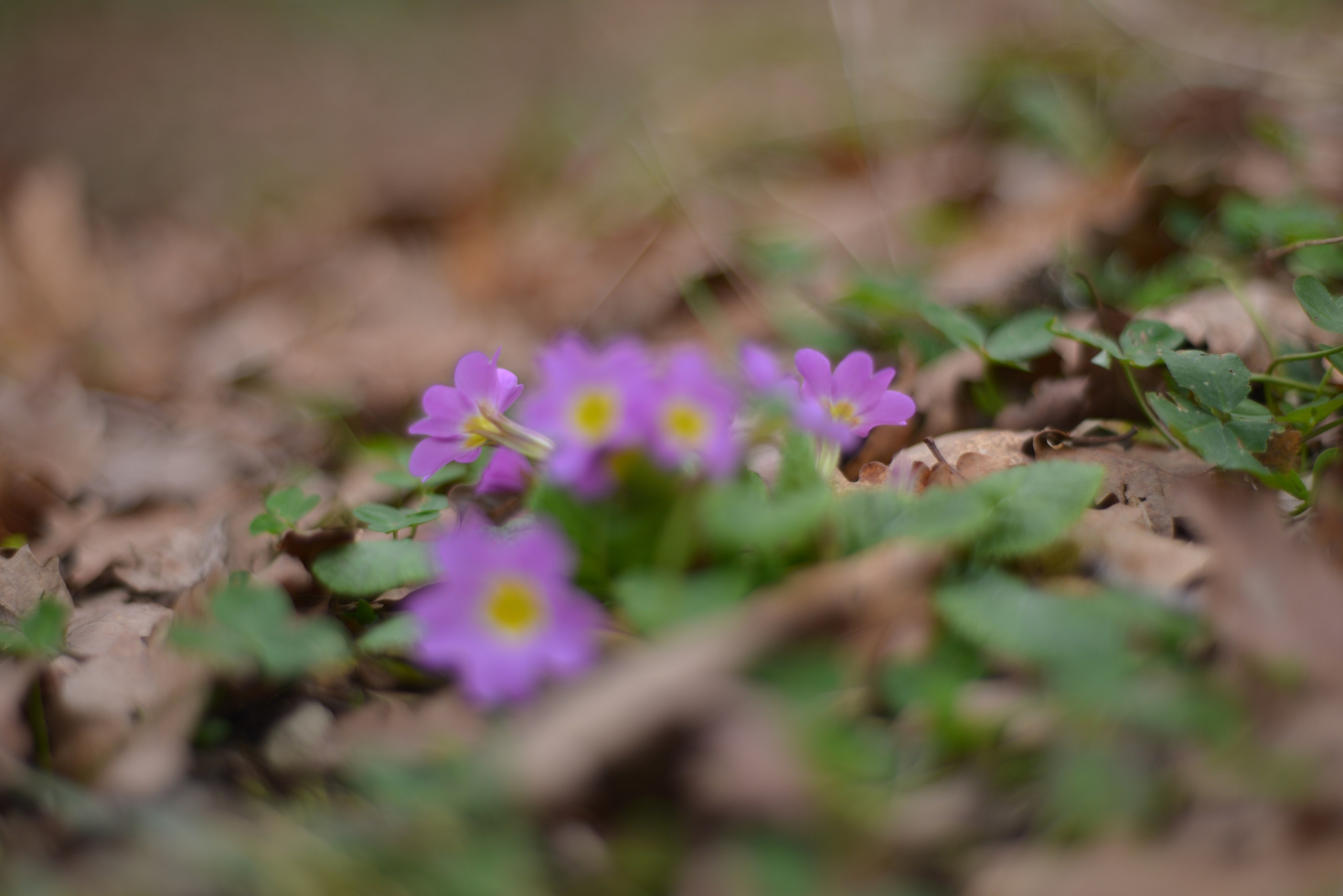 Ботаника. Фотограф • Елена Миронова