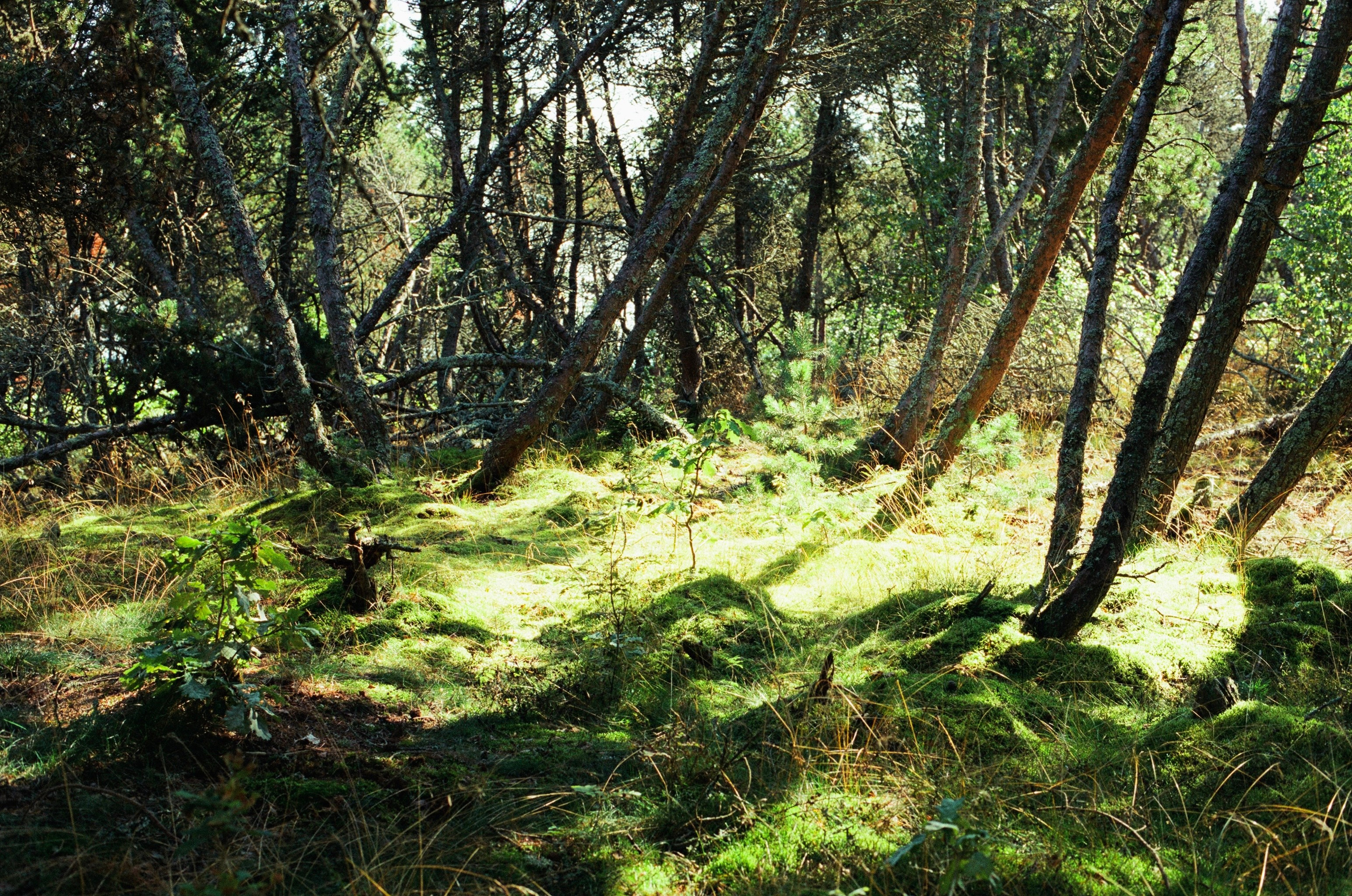 Плёнка🎞️. Фотограф в Москве Ксюшенька