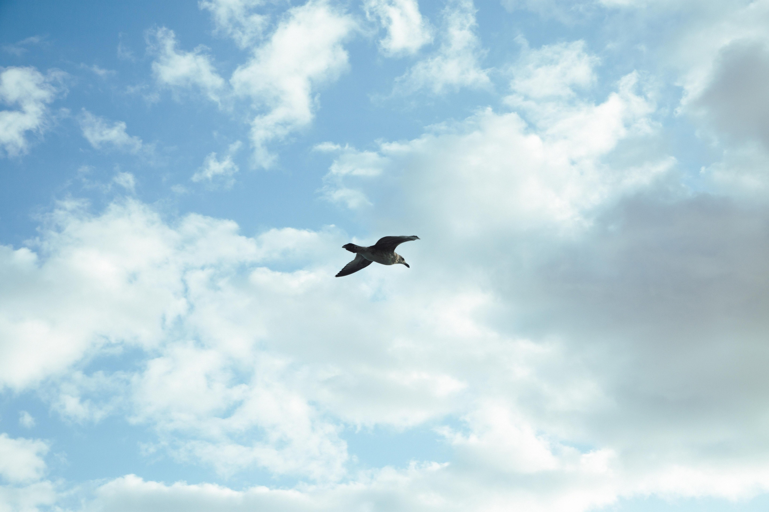 Много гуляли. Семен Соколов