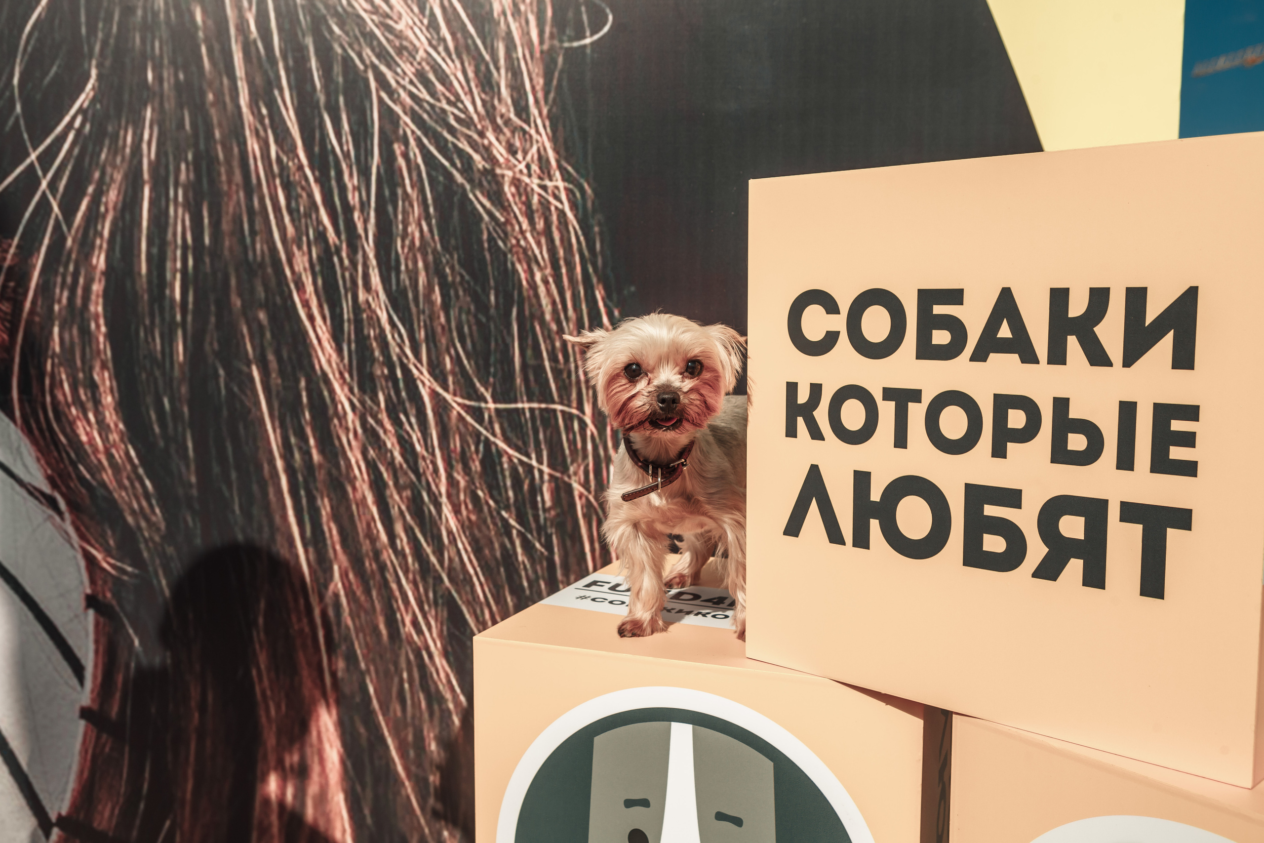 Собаки, которые любят. Фотограф Николь Фолиянц