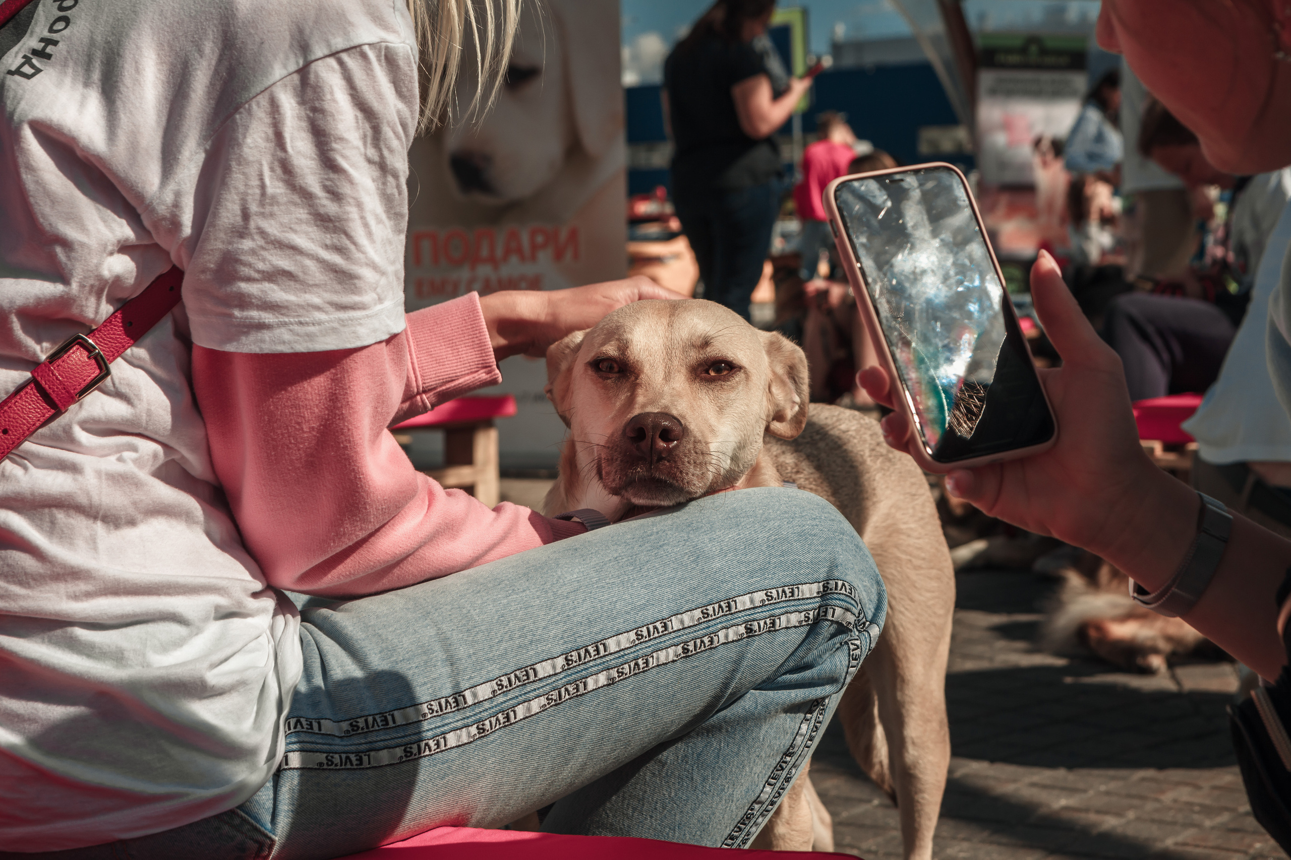 Собаки, которые любят. Фотограф Николь Фолиянц