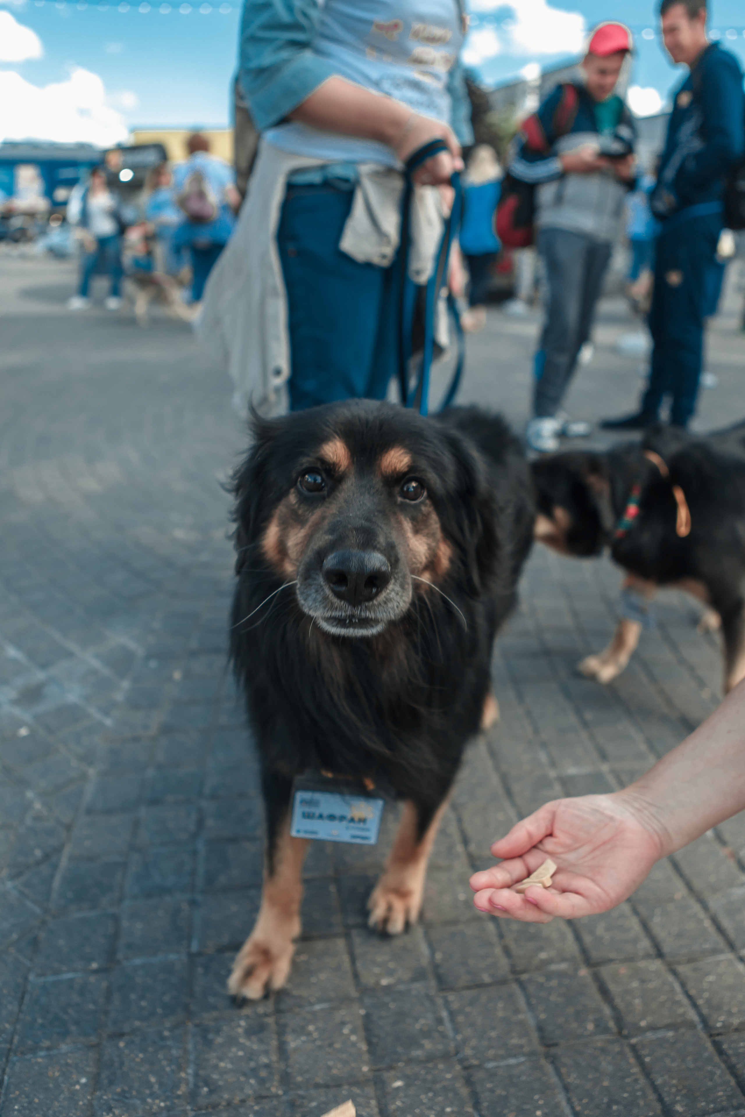Собаки, которые любят. Фотограф Николь Фолиянц