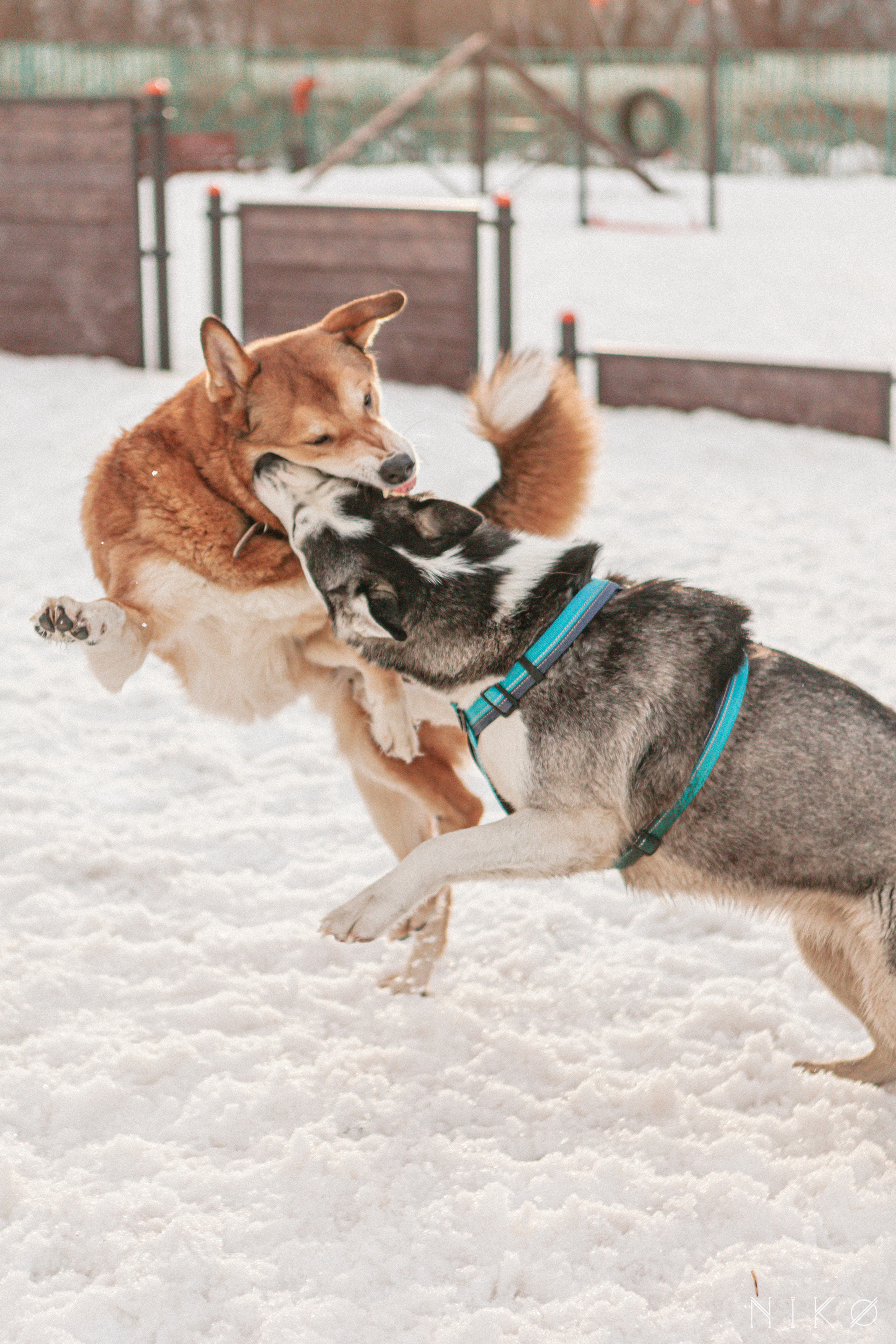 Bats & co. Фотограф Николь Фолиянц