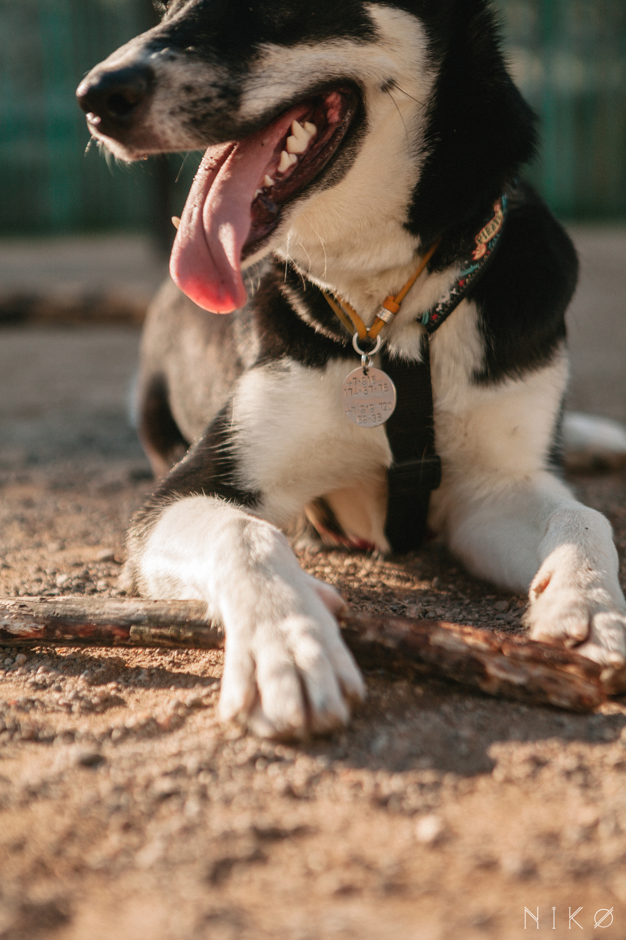 Bats & co. Фотограф Николь Фолиянц