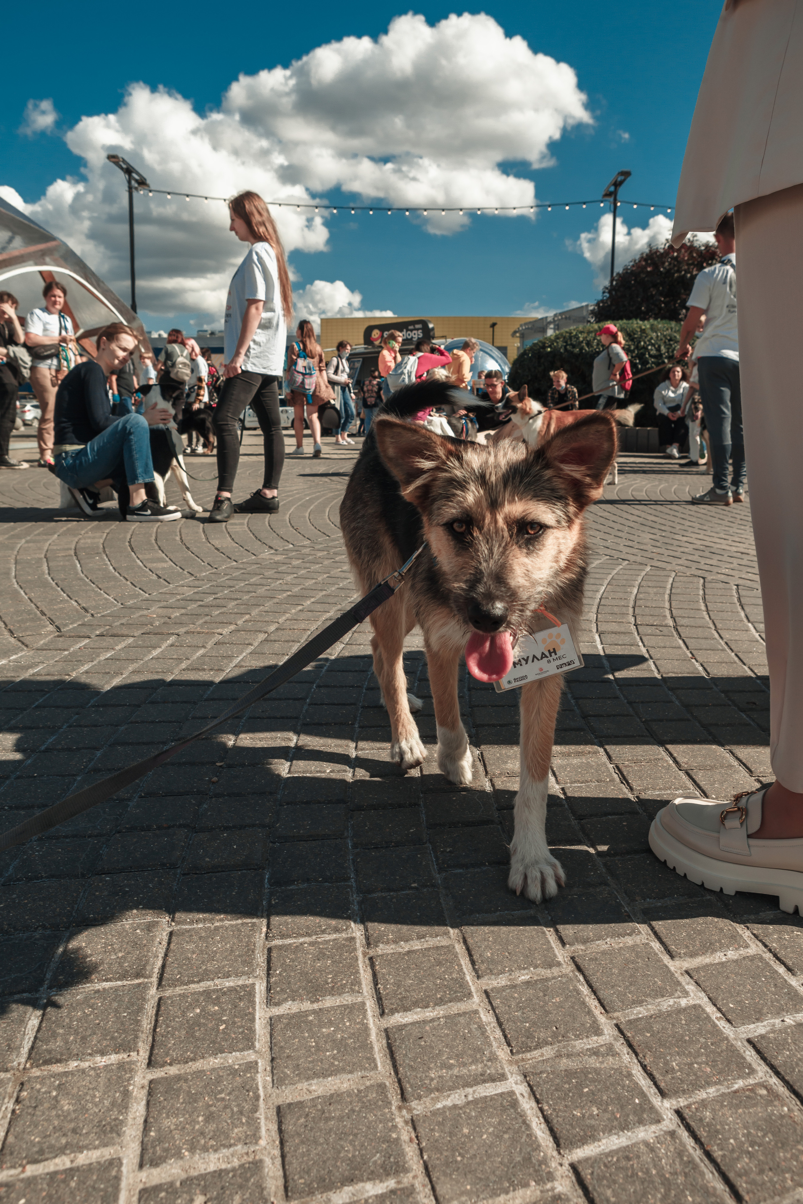 Собаки, которые любят. Фотограф Николь Фолиянц