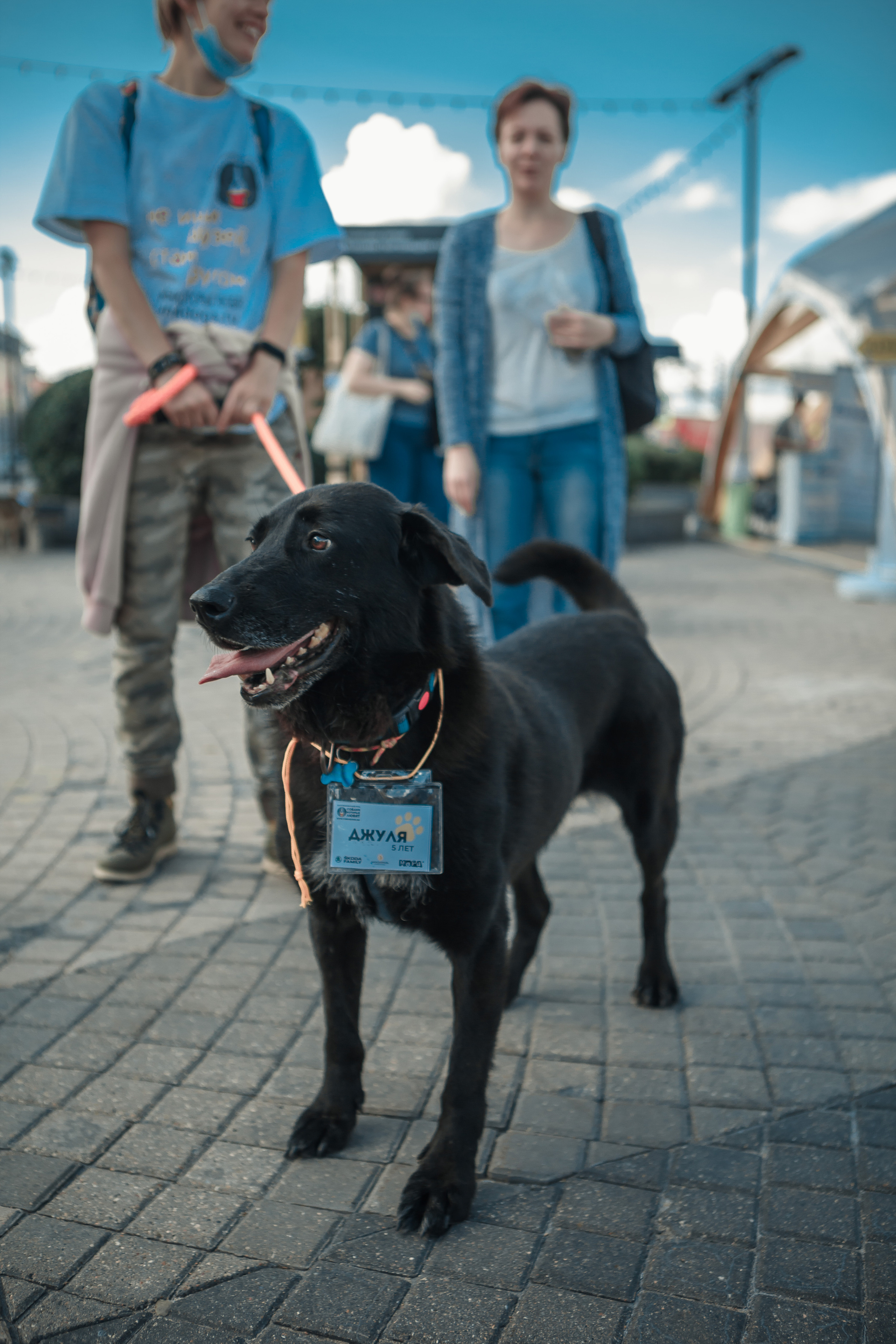 Собаки, которые любят. Фотограф Николь Фолиянц