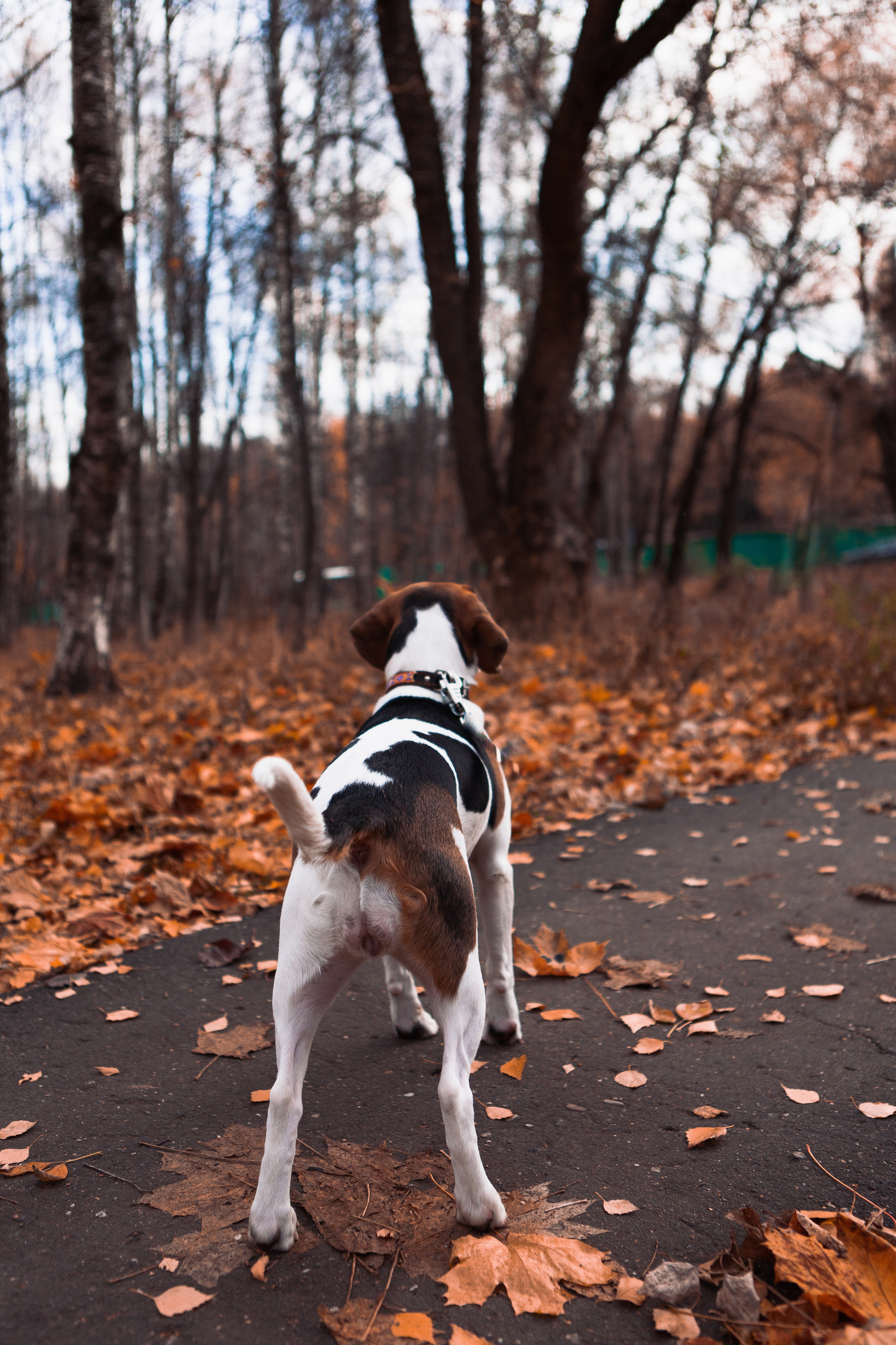 Belle. Фотограф Николь Фолиянц