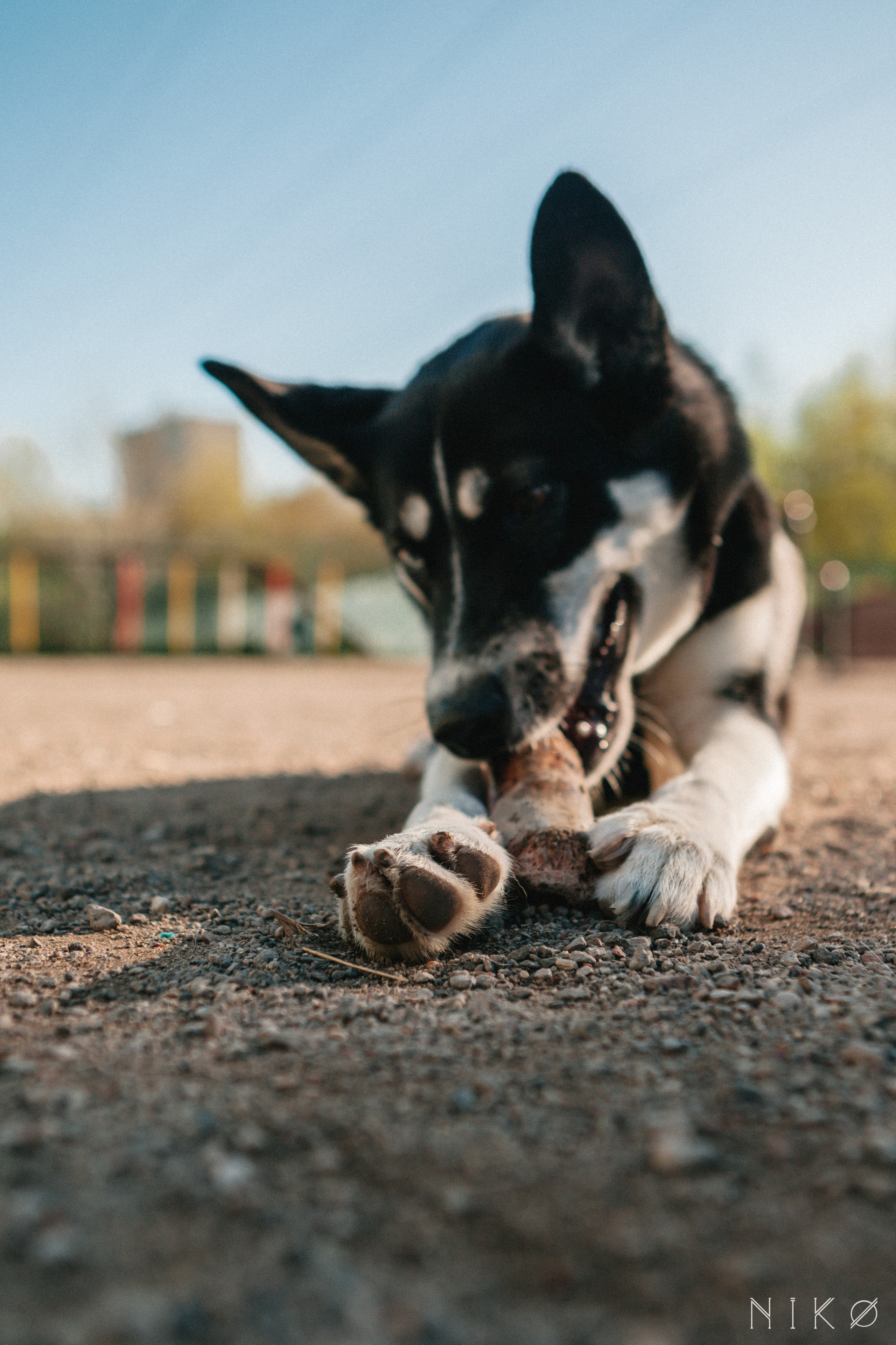 Bats & co. Фотограф Николь Фолиянц