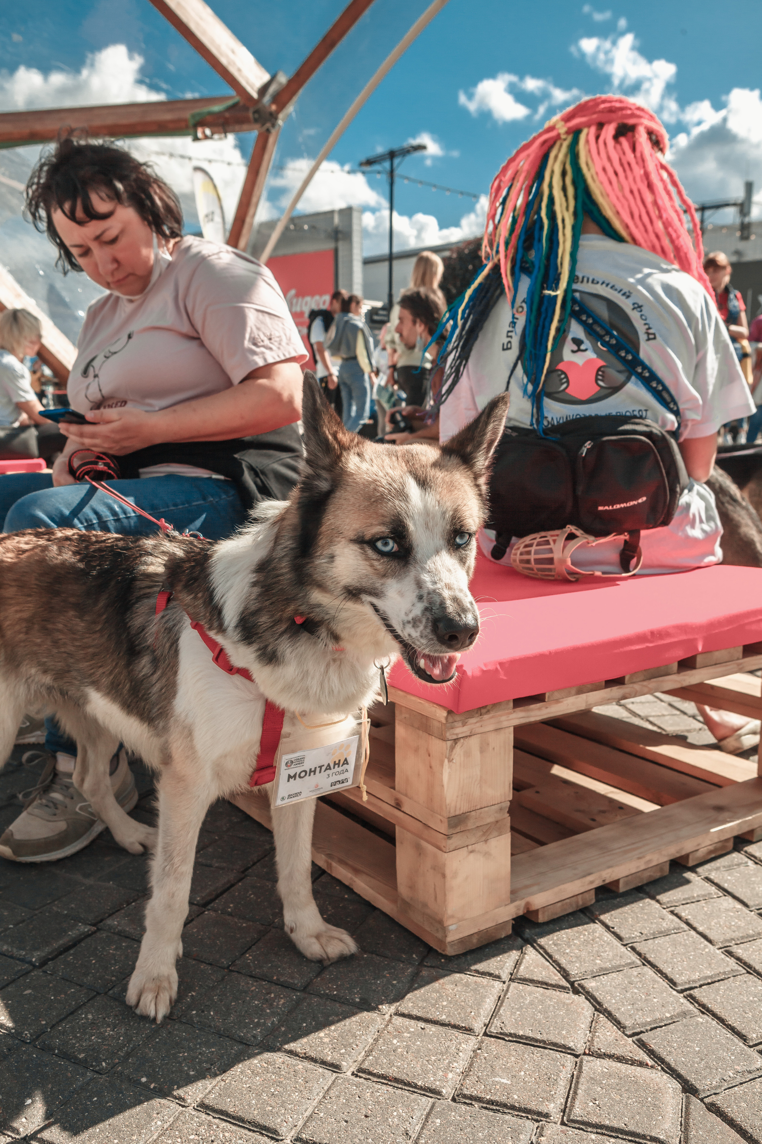 Собаки, которые любят. Фотограф Николь Фолиянц