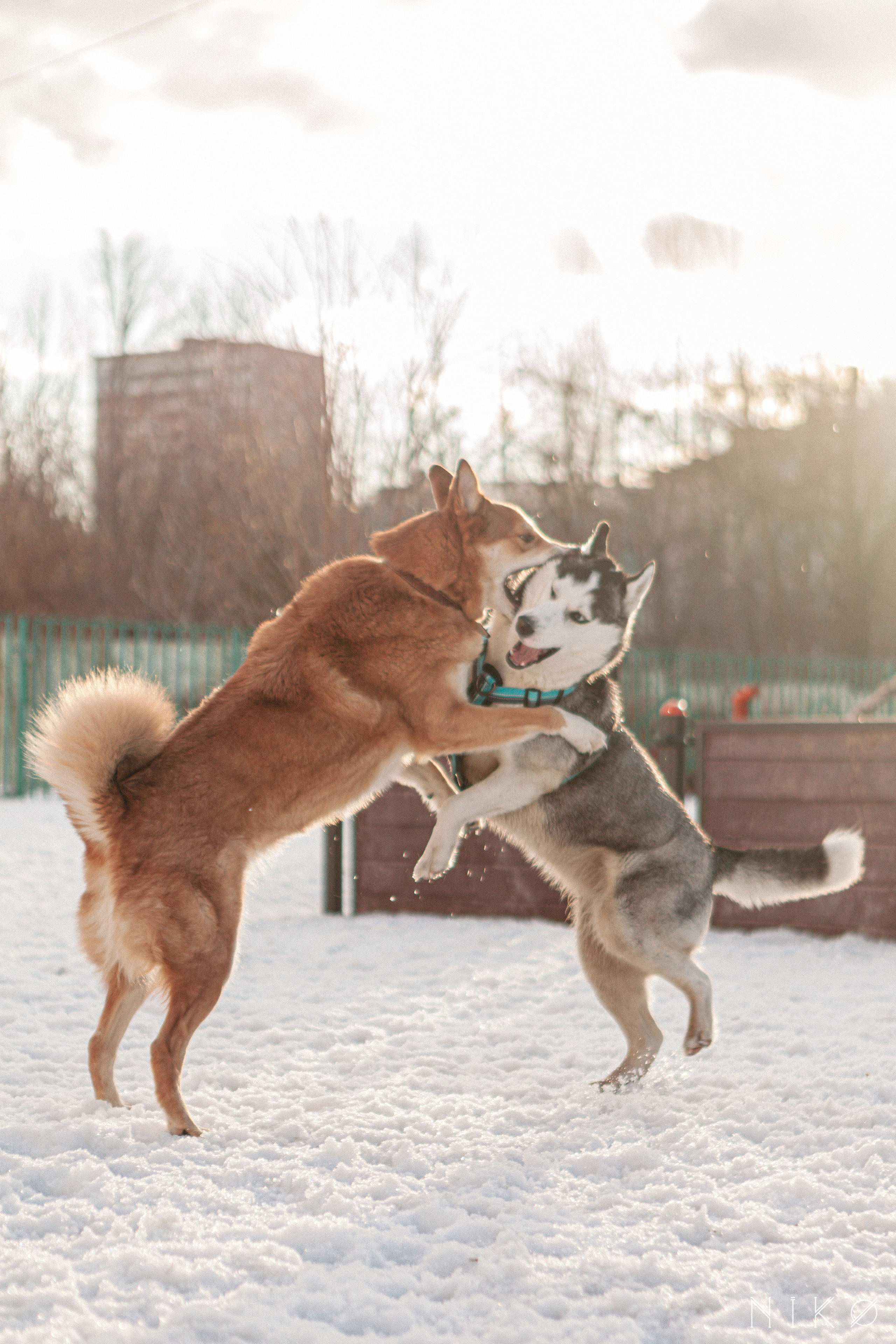 Bats & co. Фотограф Николь Фолиянц