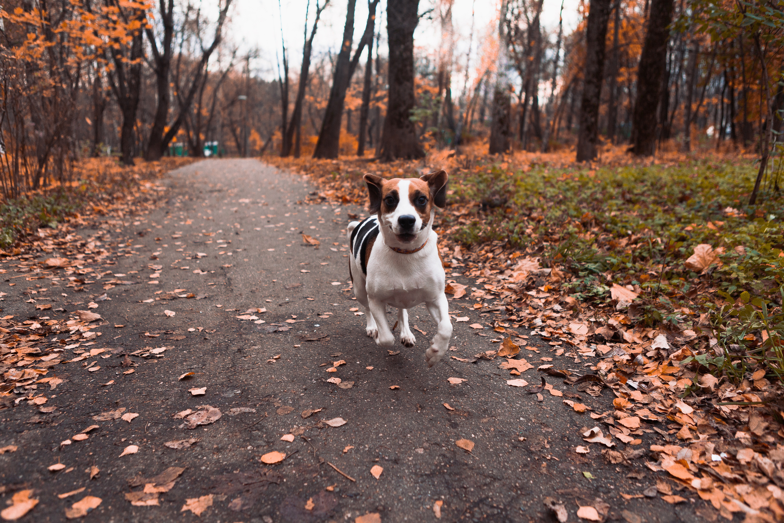 Belle. Фотограф Николь Фолиянц