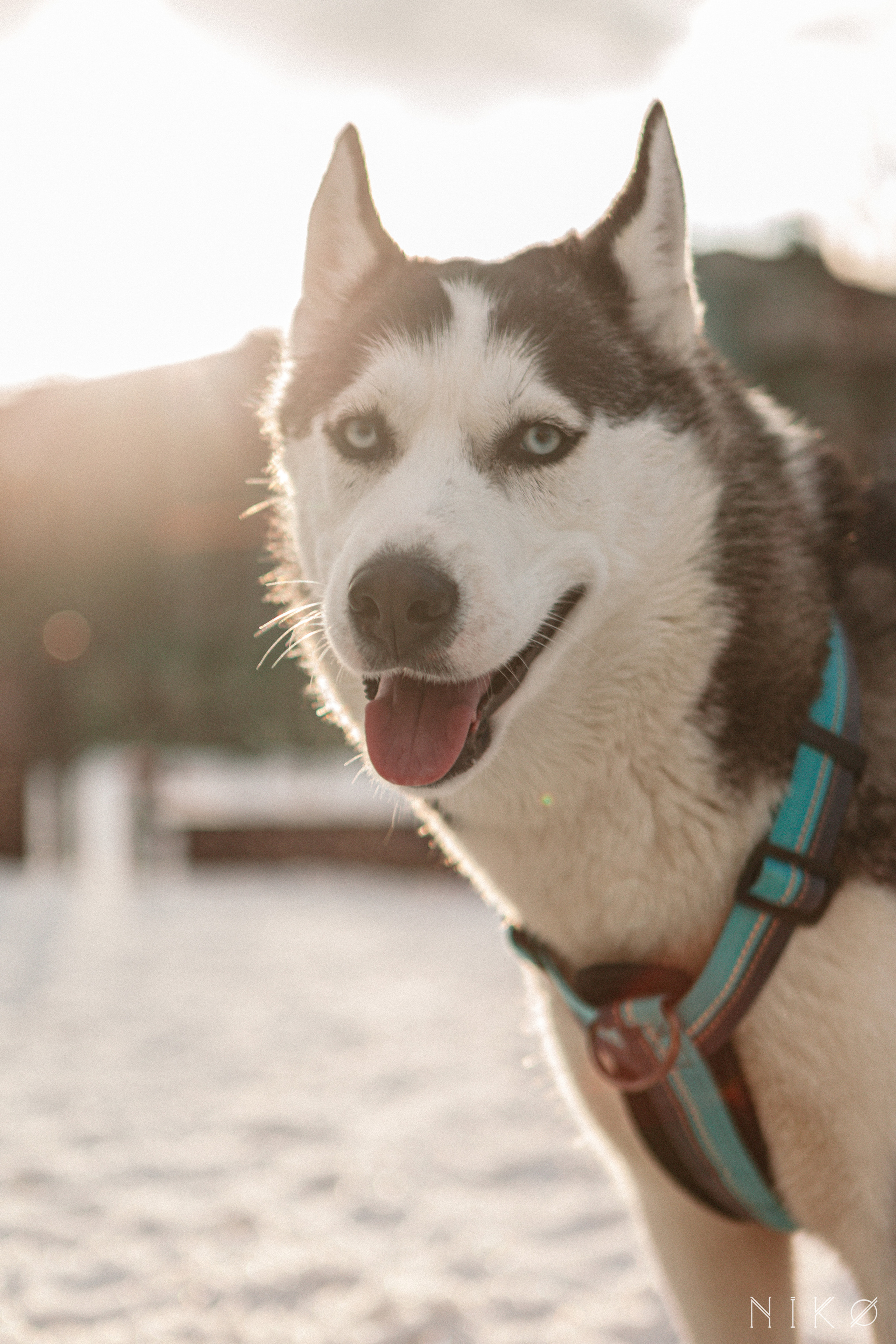 Bats & co. Фотограф Николь Фолиянц