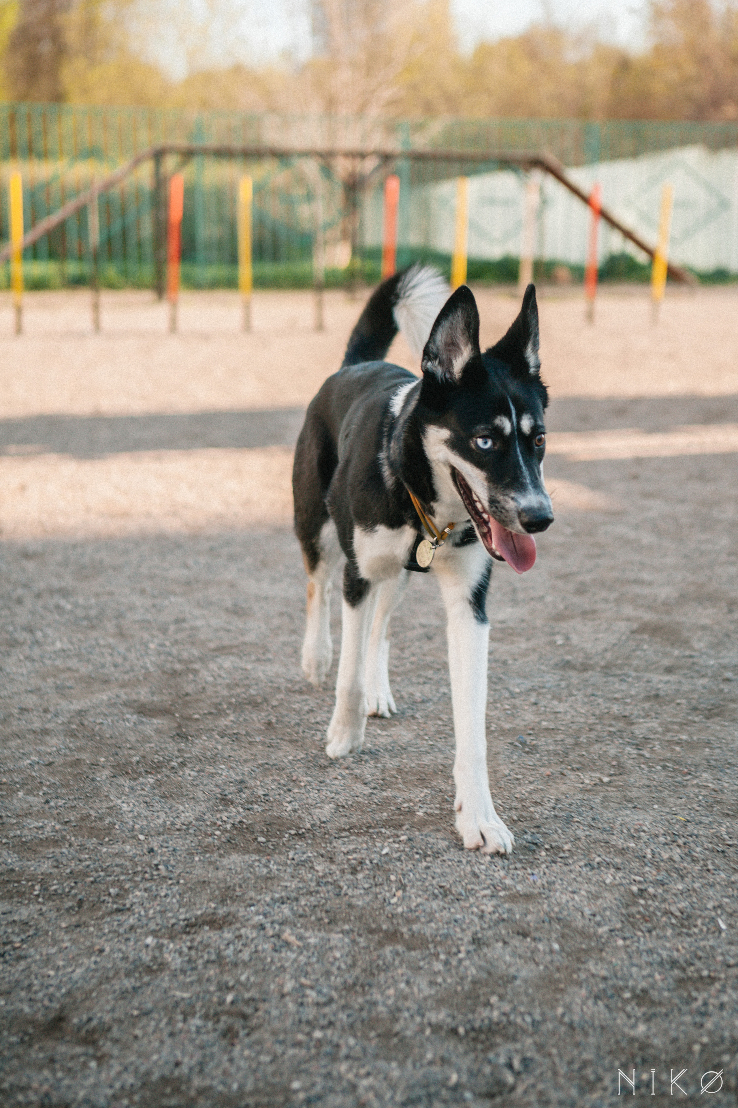 Bats & co. Фотограф Николь Фолиянц