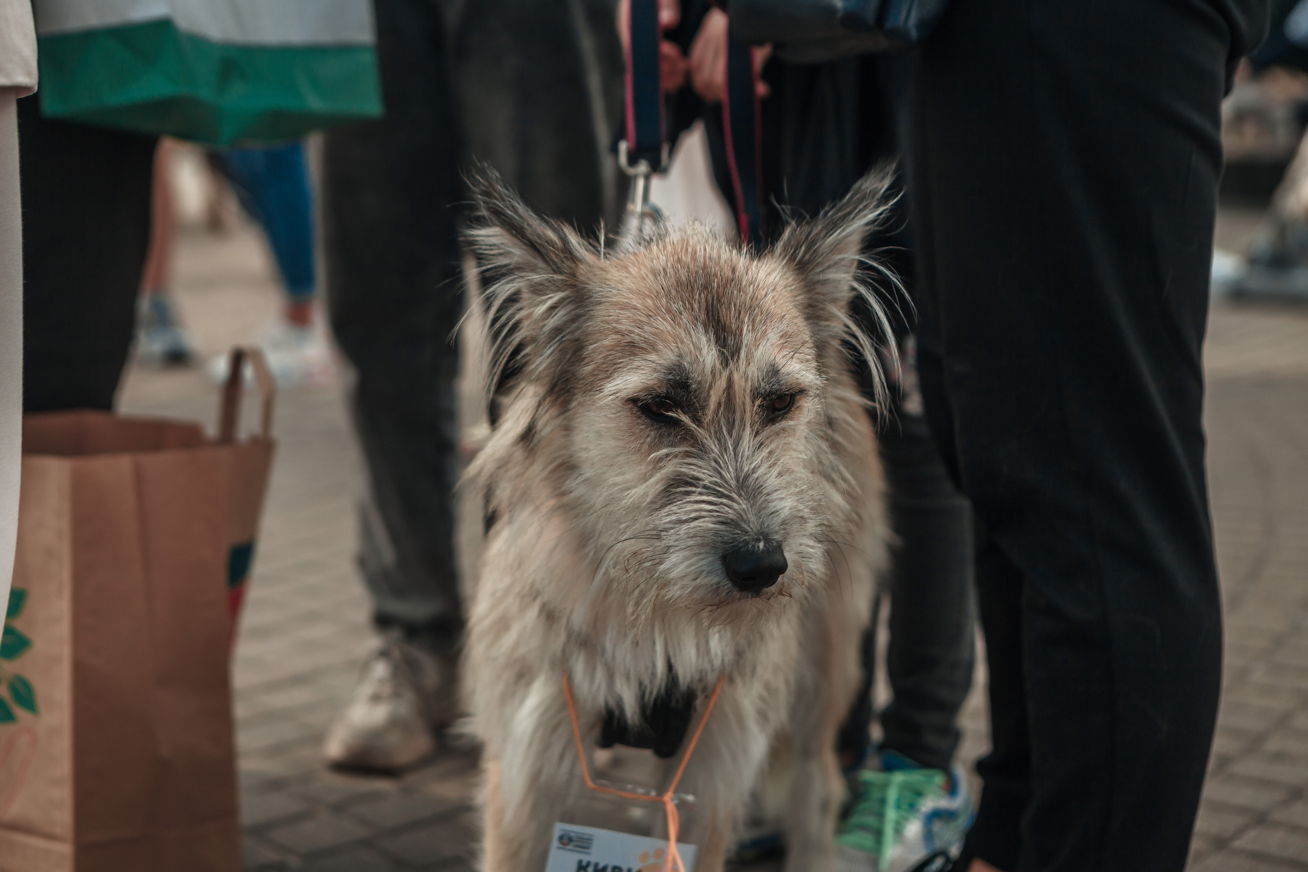 Собаки, которые любят. Фотограф Николь Фолиянц