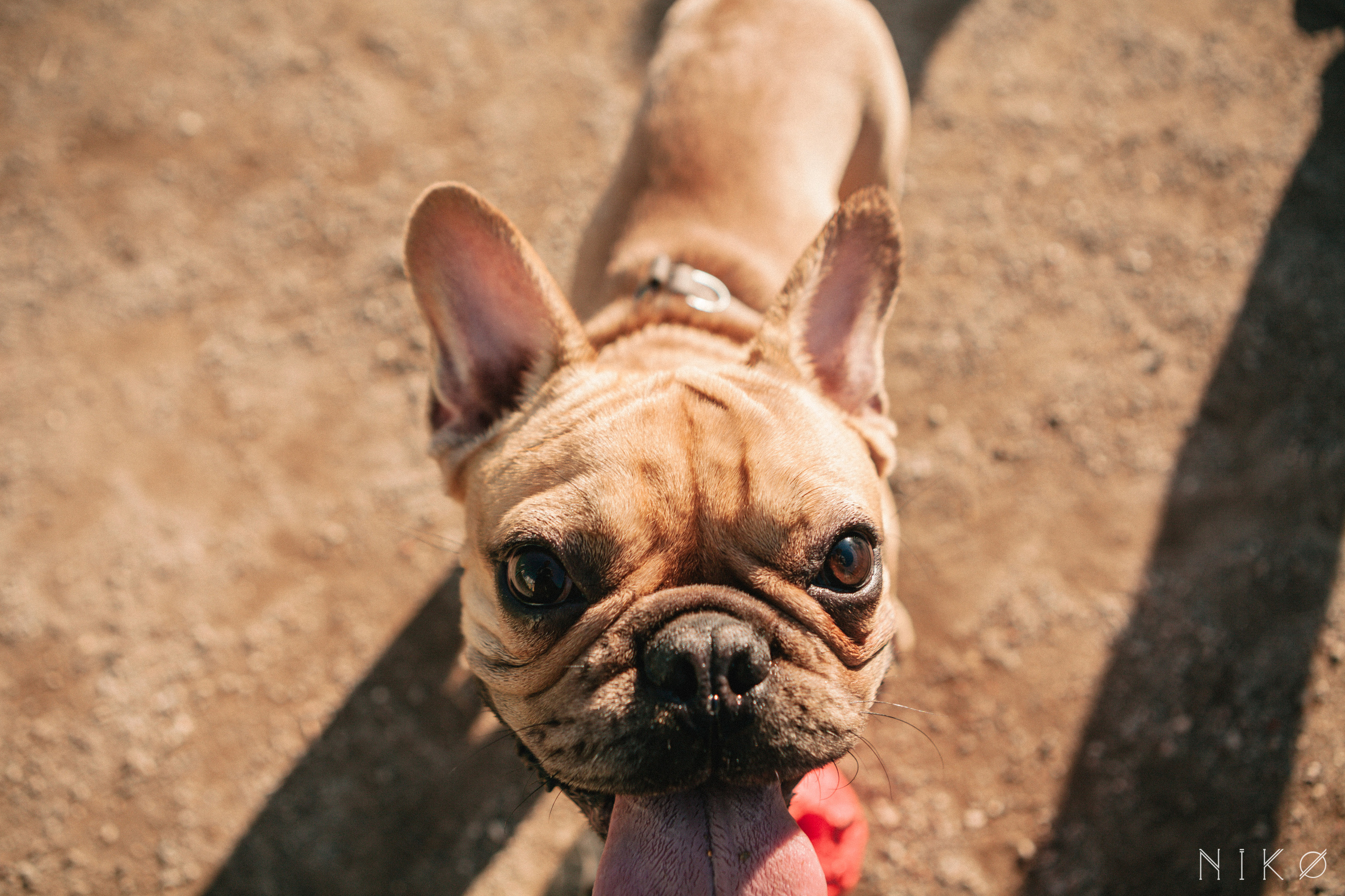 Bats & co. Фотограф Николь Фолиянц