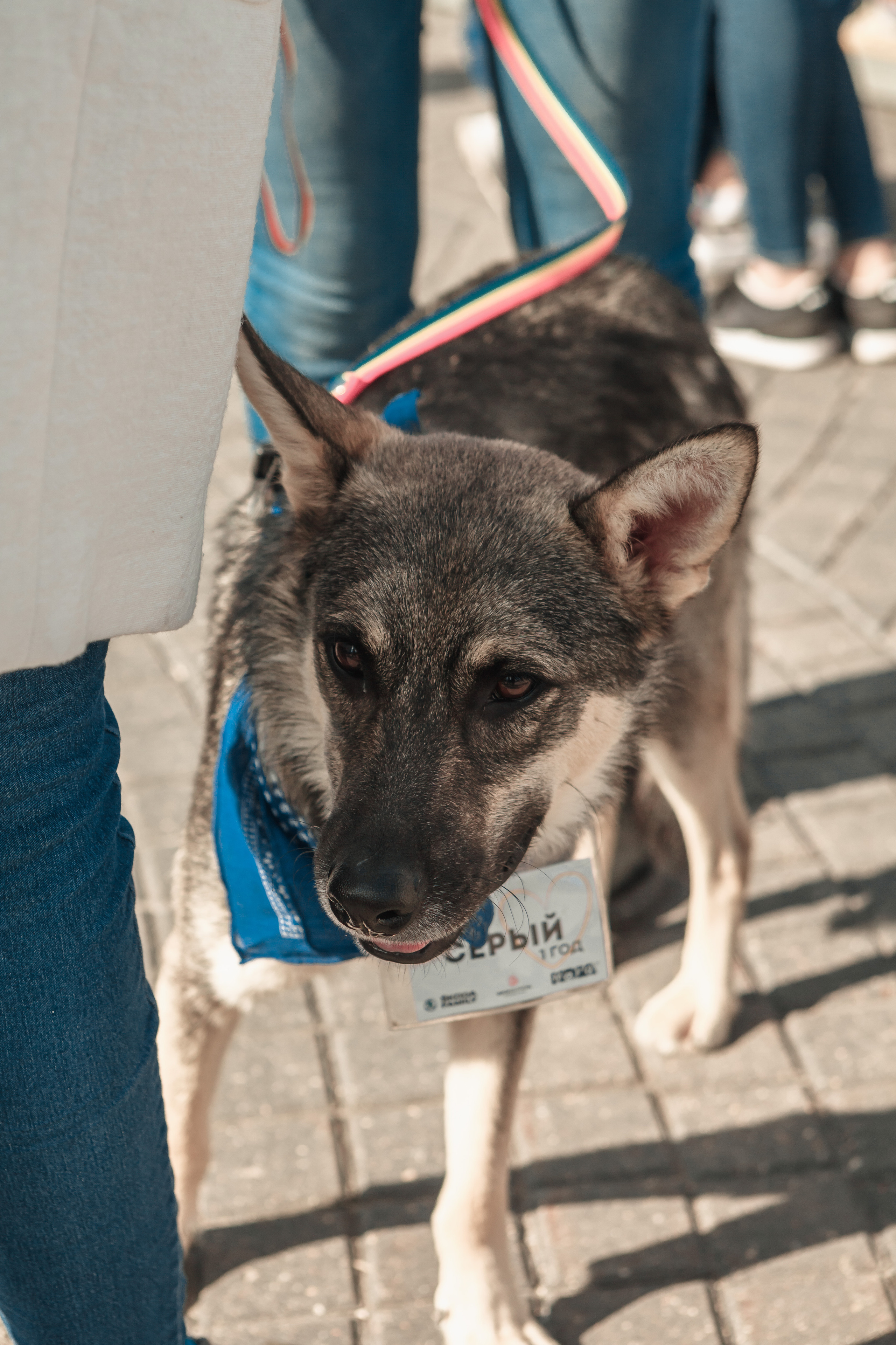 Собаки, которые любят. Фотограф Николь Фолиянц