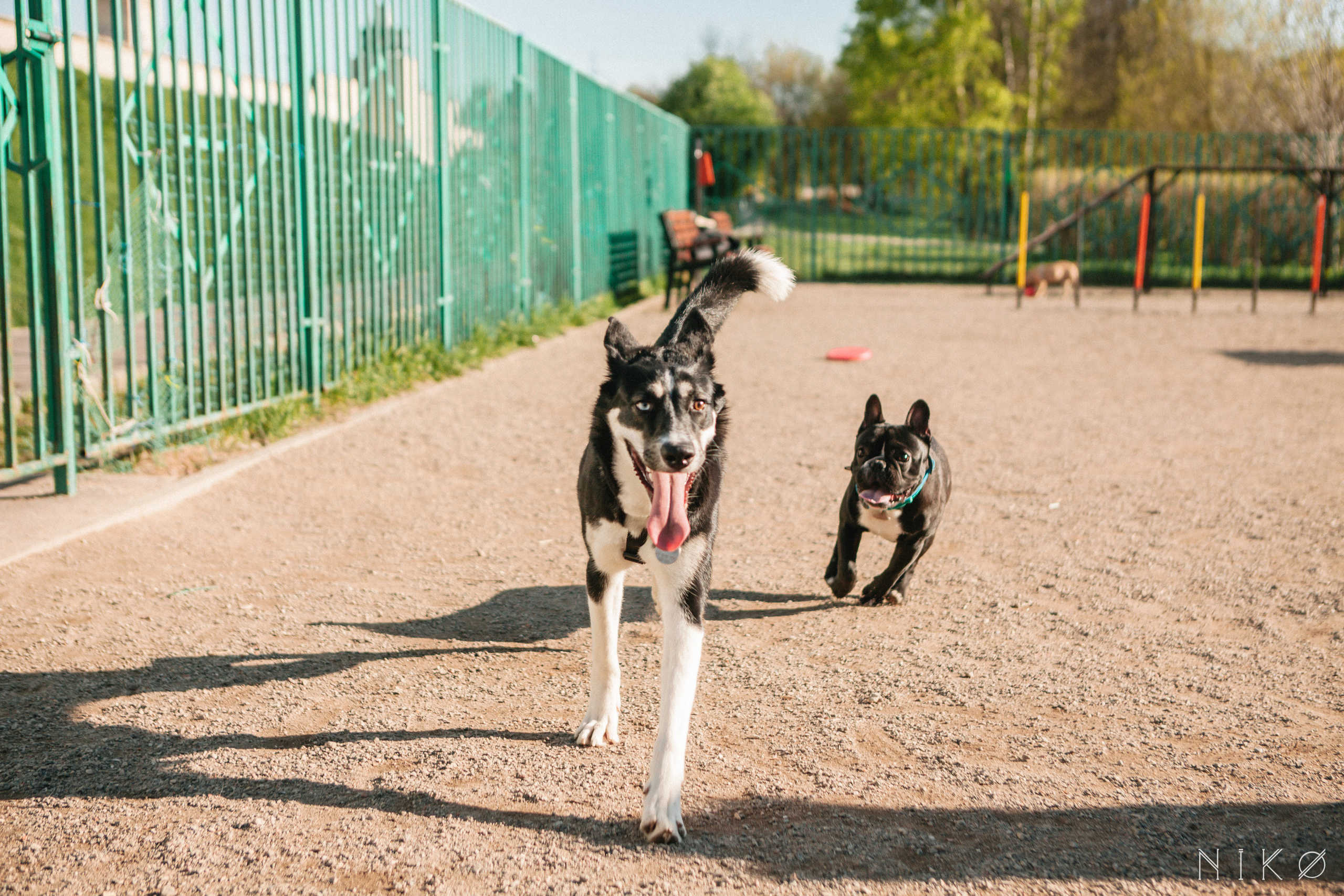 Bats & co. Фотограф Николь Фолиянц