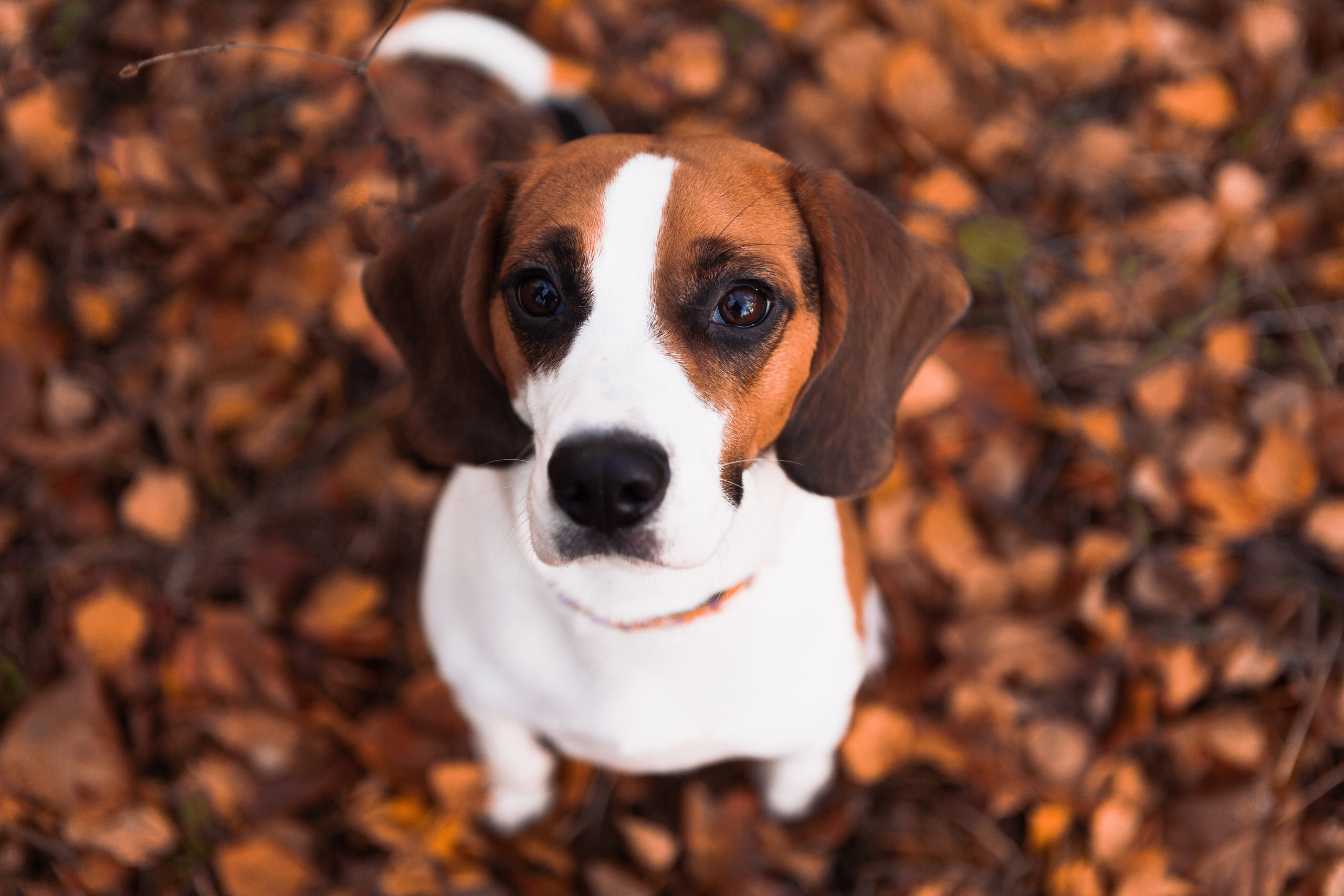 Belle. Фотограф Николь Фолиянц