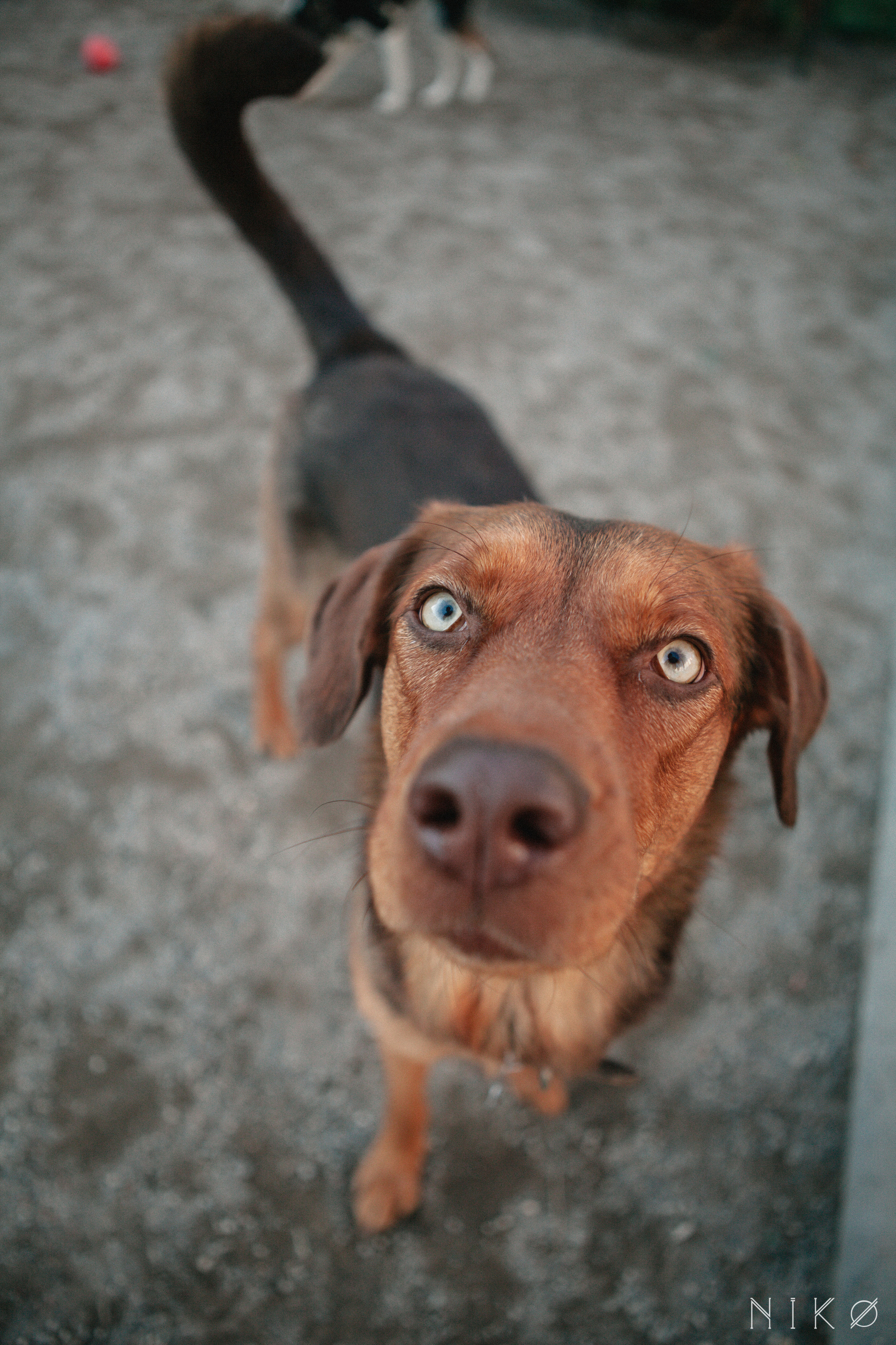 Bats & co. Фотограф Николь Фолиянц