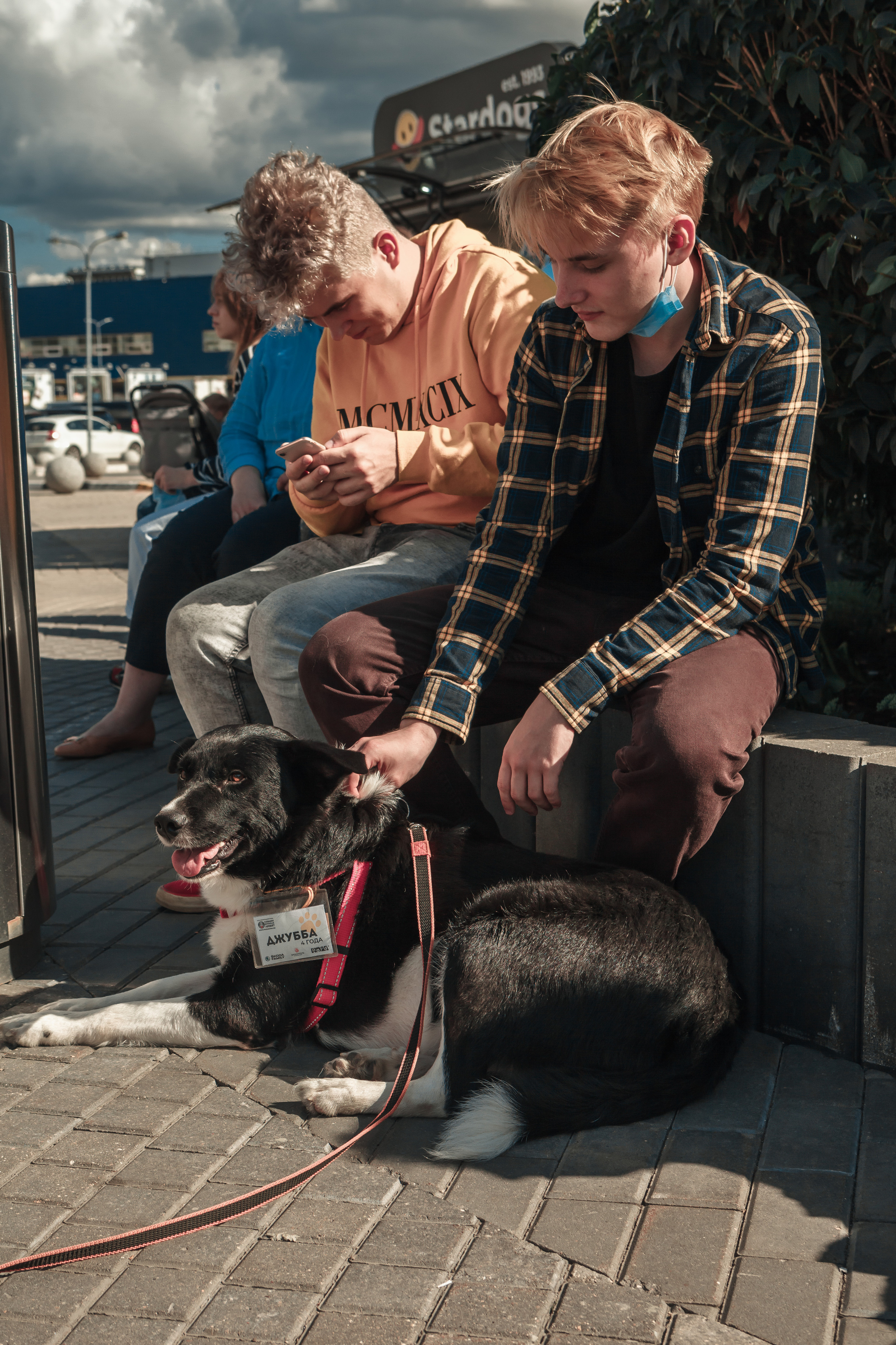 Собаки, которые любят. Фотограф Николь Фолиянц