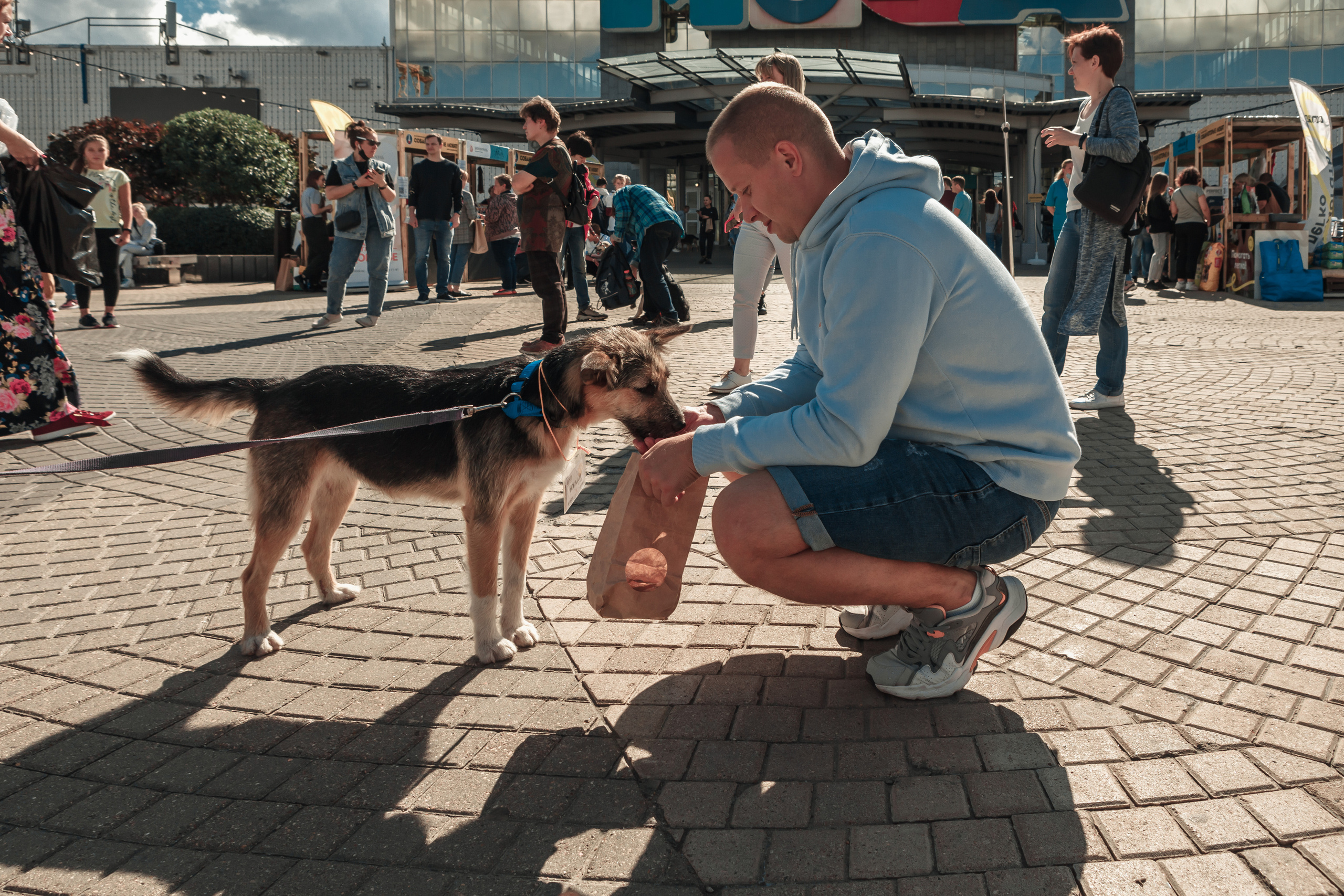 Собаки, которые любят. Фотограф Николь Фолиянц