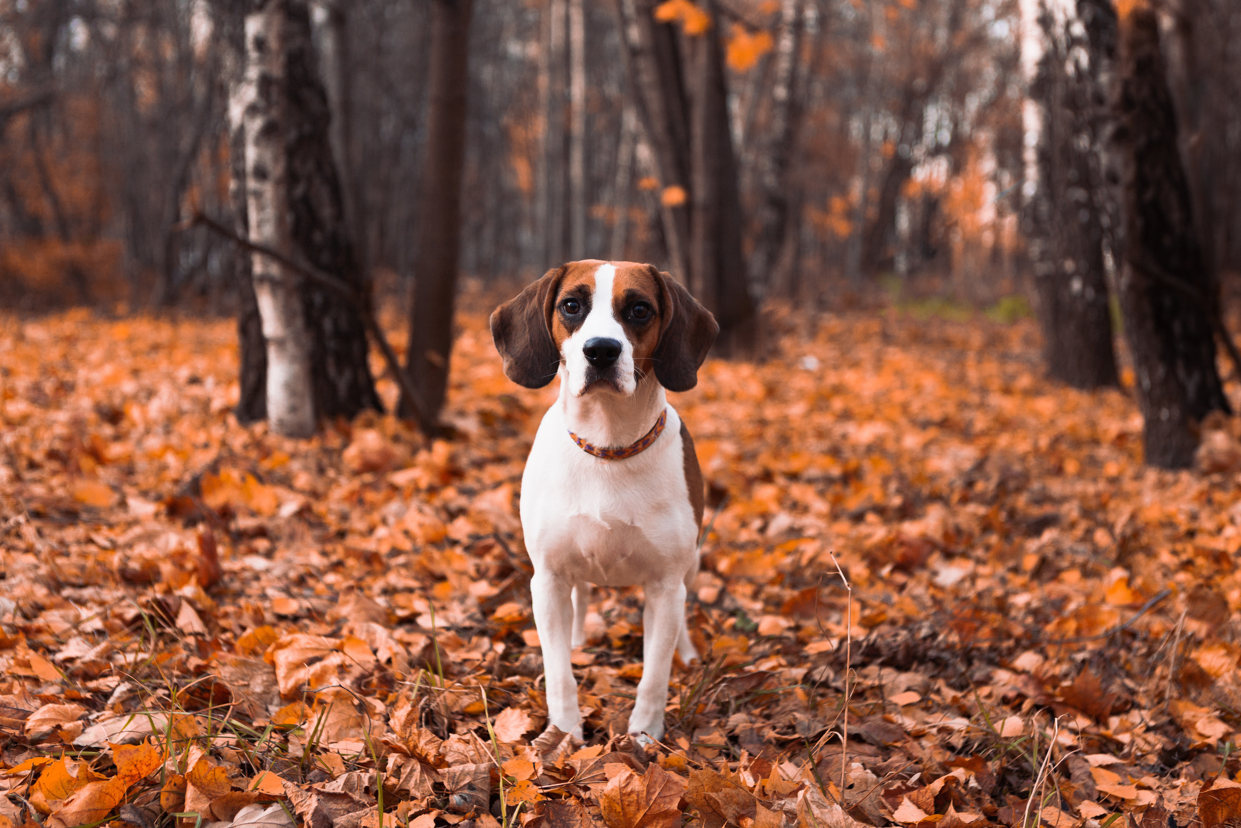 Belle. Фотограф Николь Фолиянц