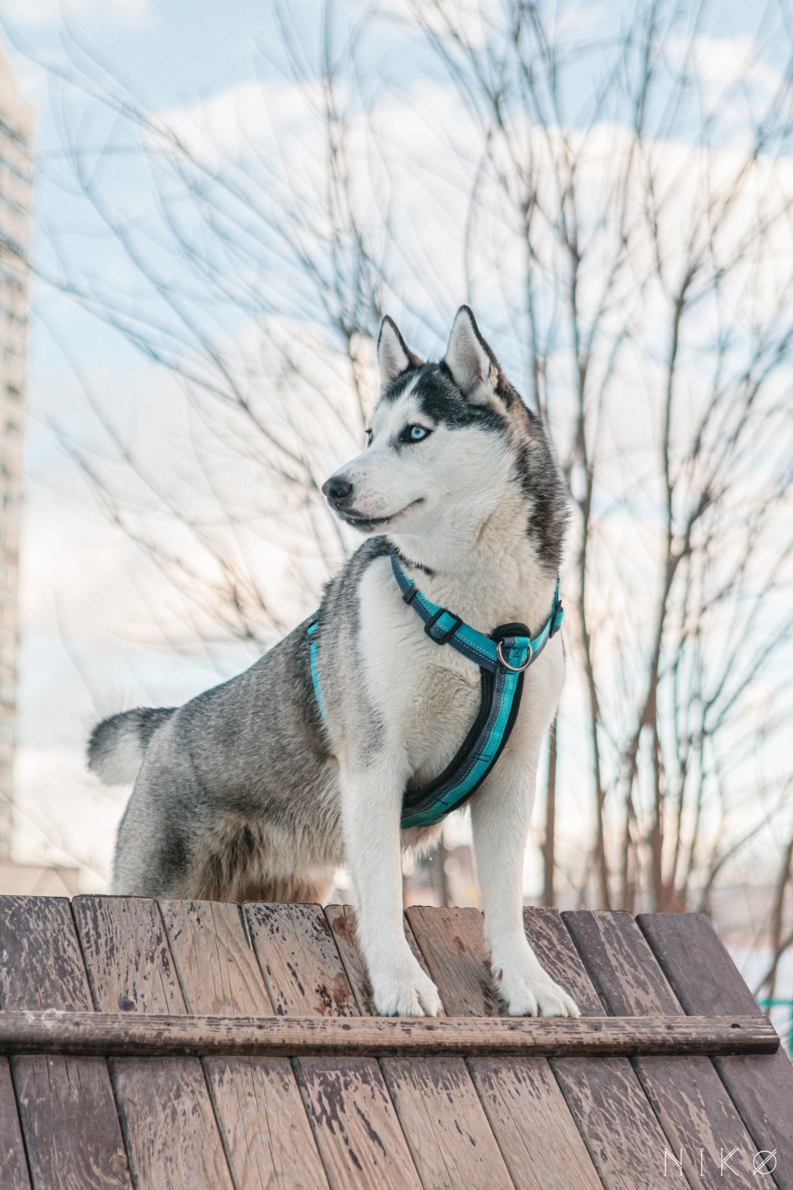 Bats & co. Фотограф Николь Фолиянц