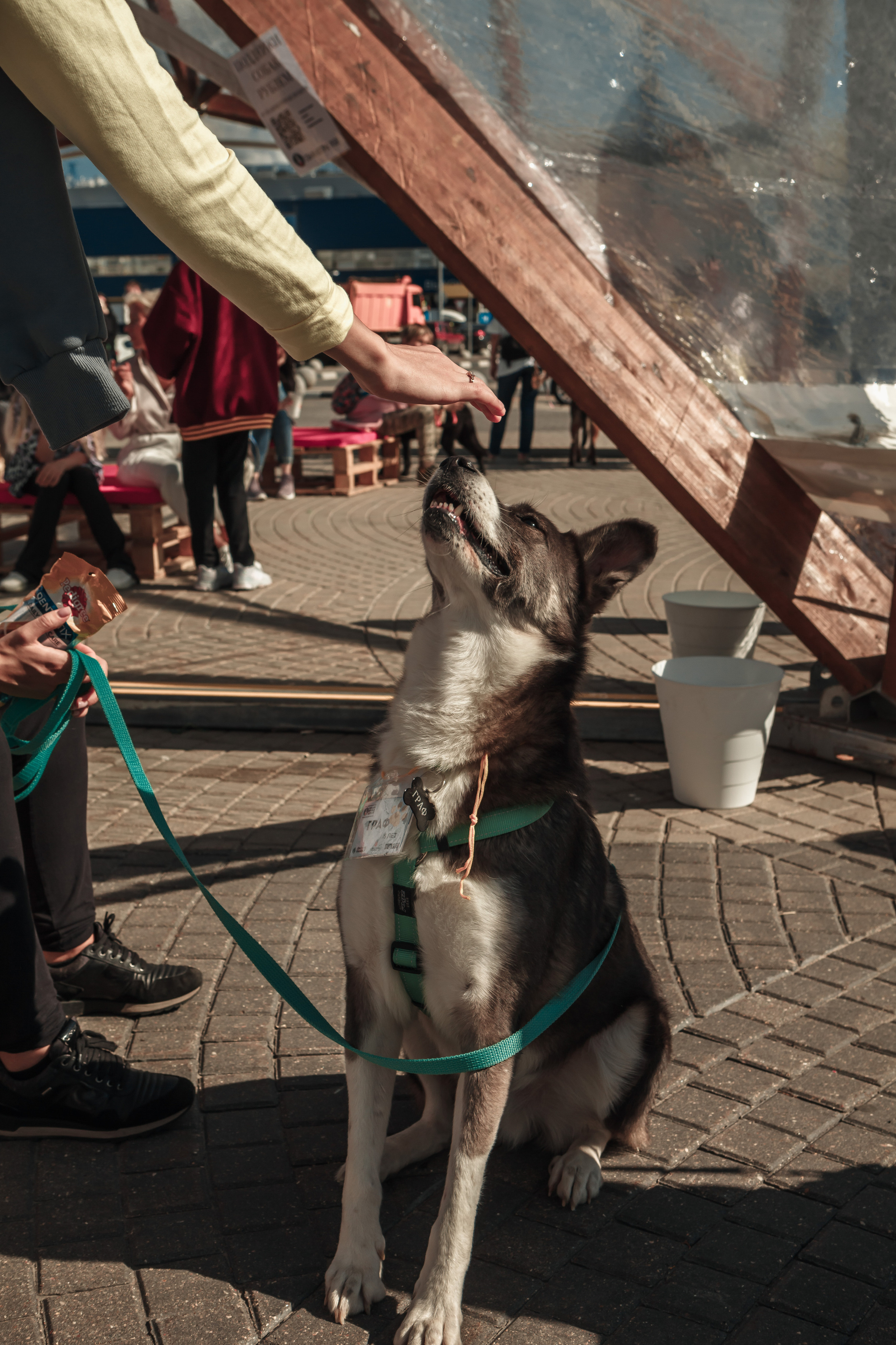 Собаки, которые любят. Фотограф Николь Фолиянц