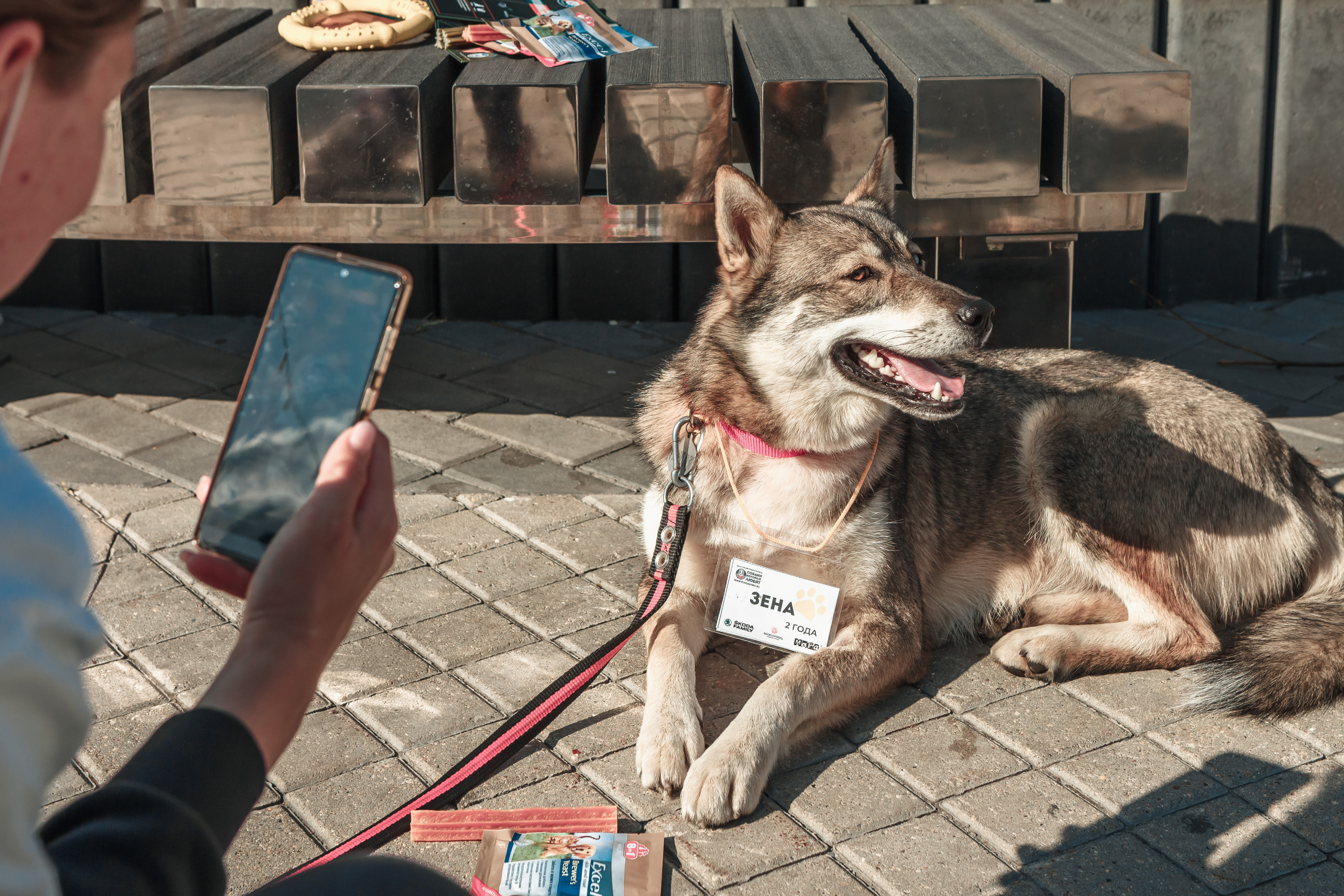 Собаки, которые любят. Фотограф Николь Фолиянц