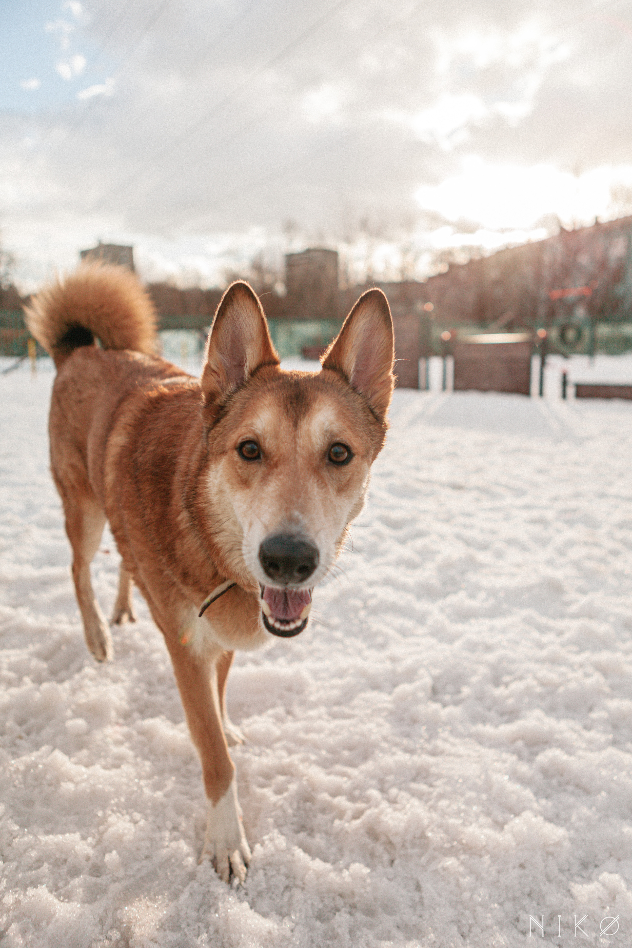 Bats & co. Фотограф Николь Фолиянц