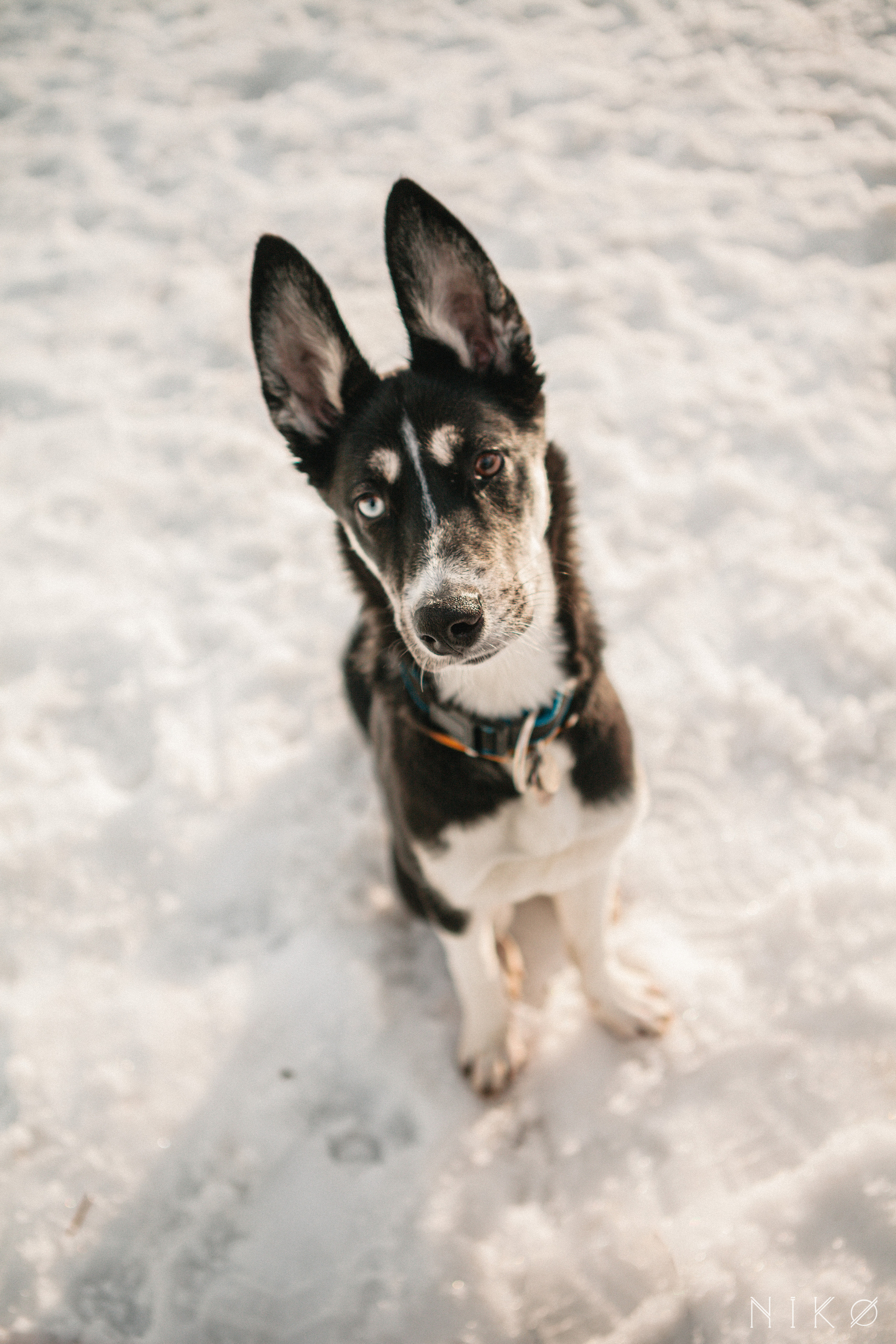 Bats & co. Фотограф Николь Фолиянц