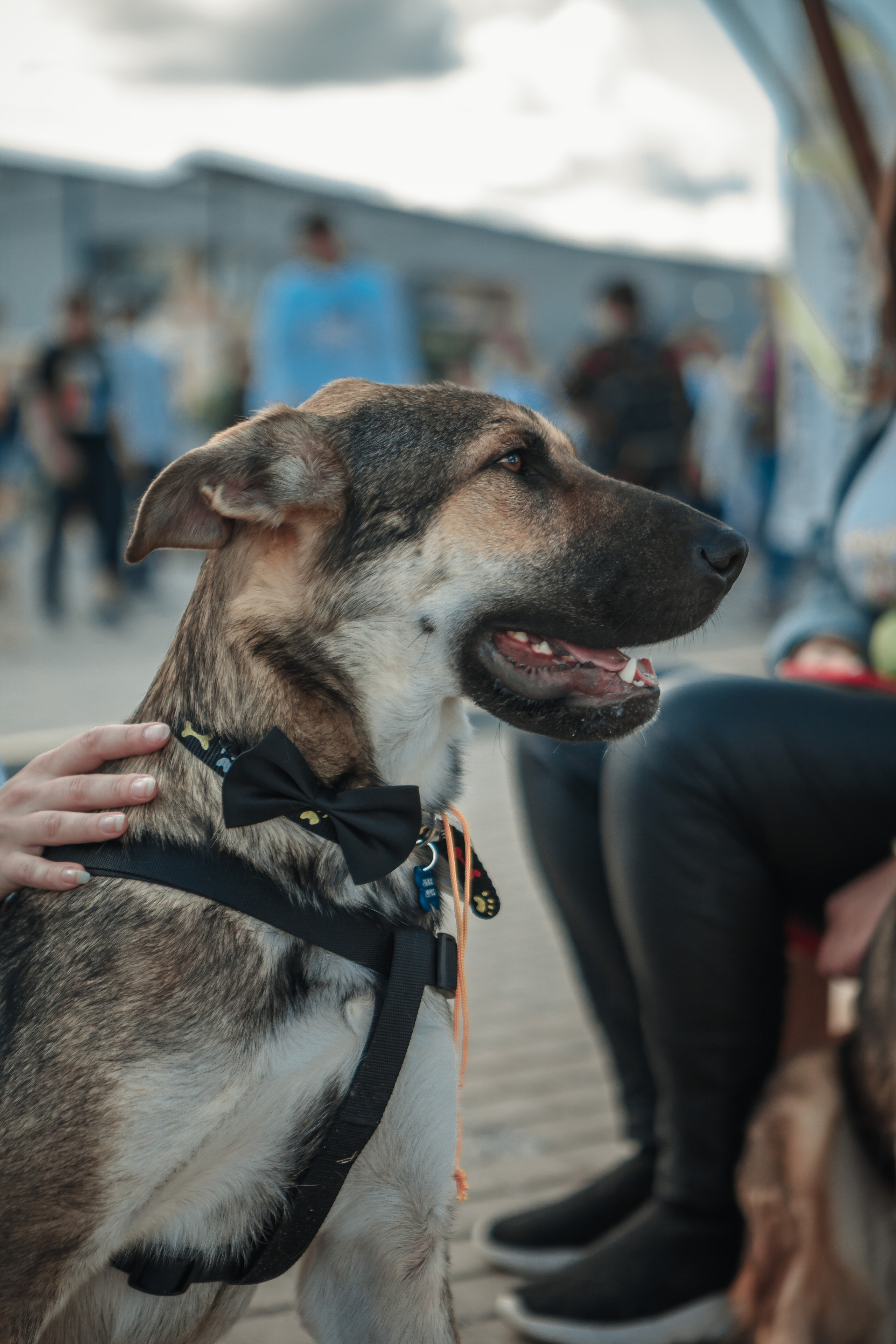 Собаки, которые любят. Фотограф Николь Фолиянц