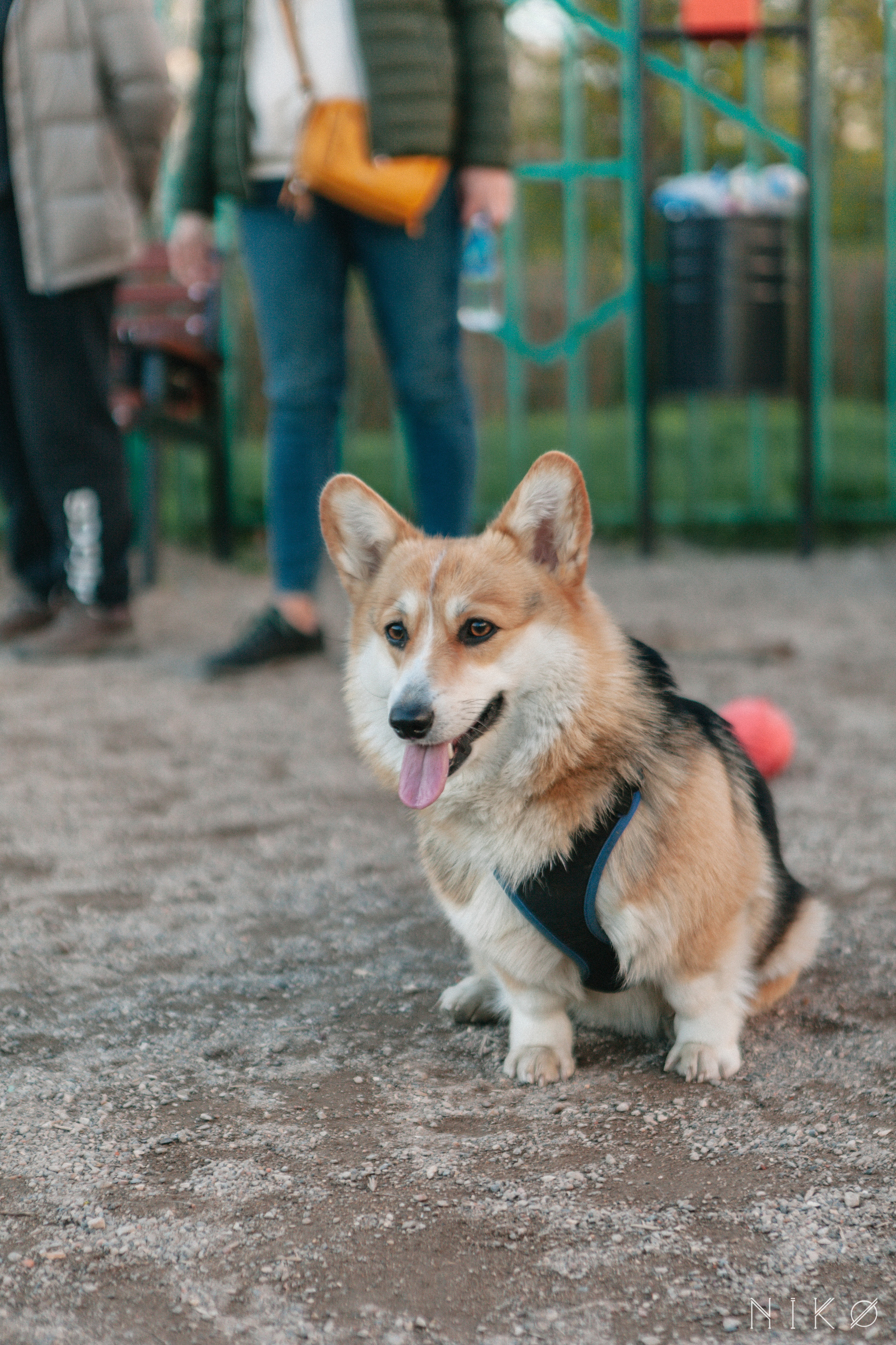 Bats & co. Фотограф Николь Фолиянц