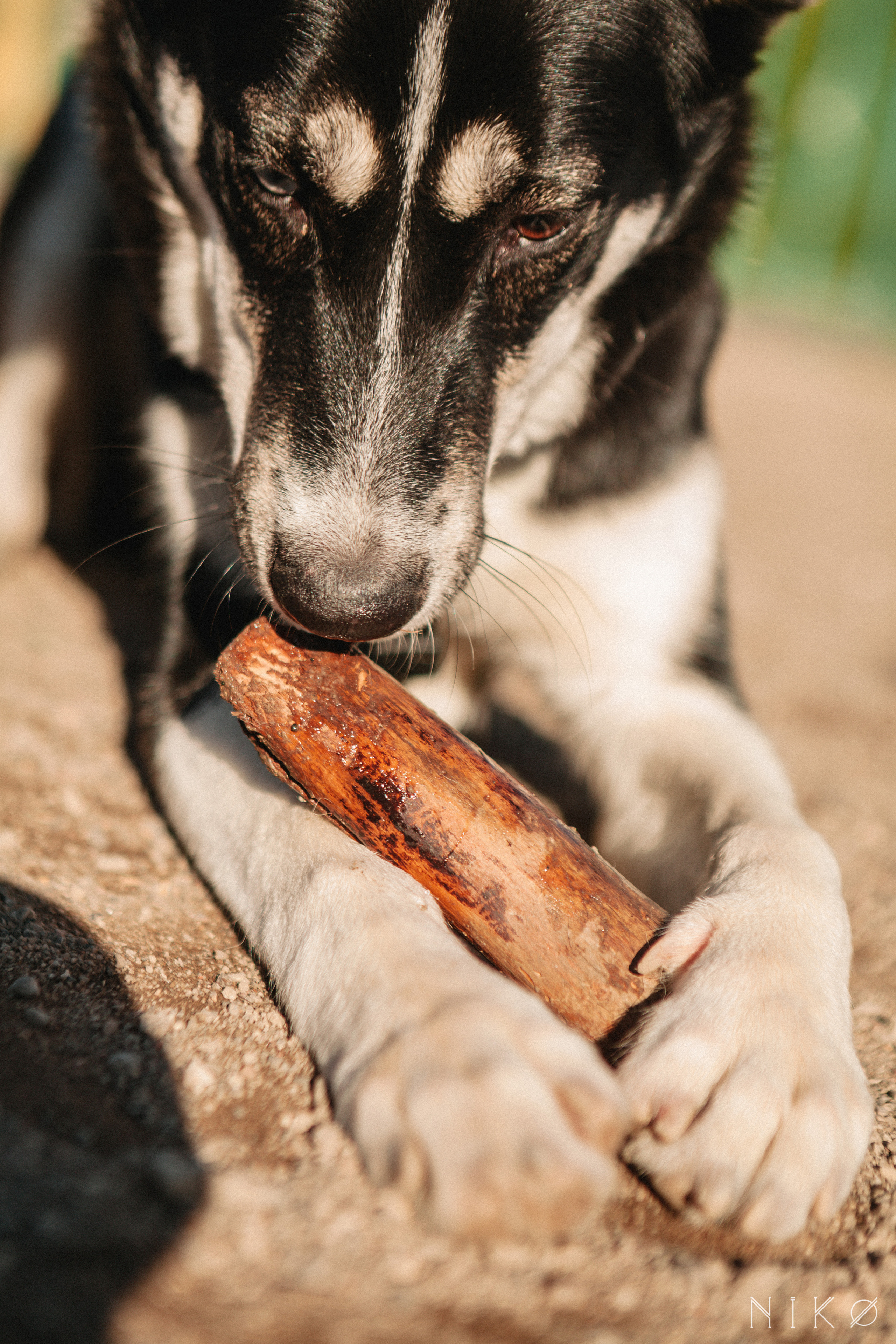 Bats & co. Фотограф Николь Фолиянц